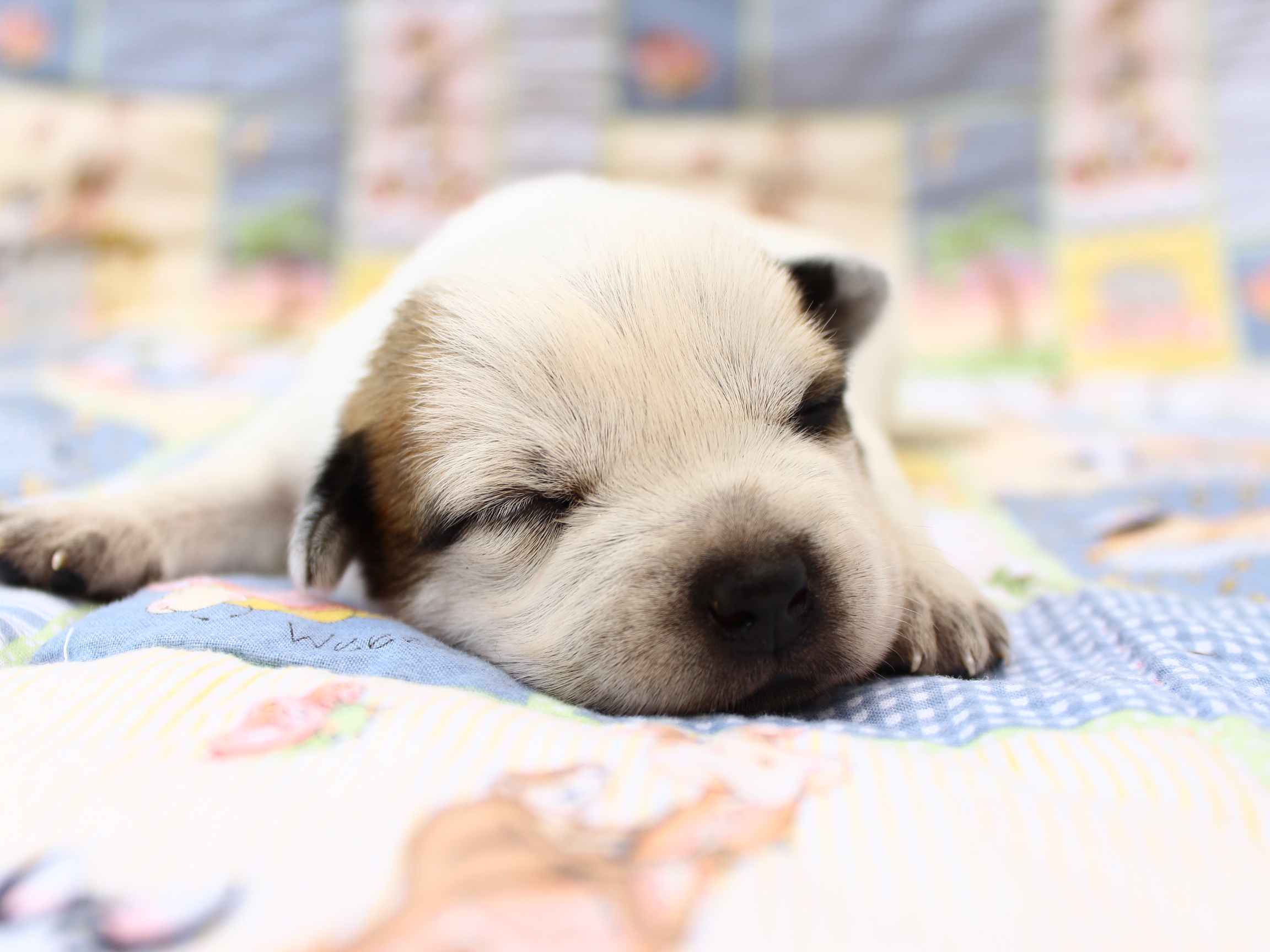 Téléchargez gratuitement l'image Chiot, Chiens, Animaux sur le bureau de votre PC