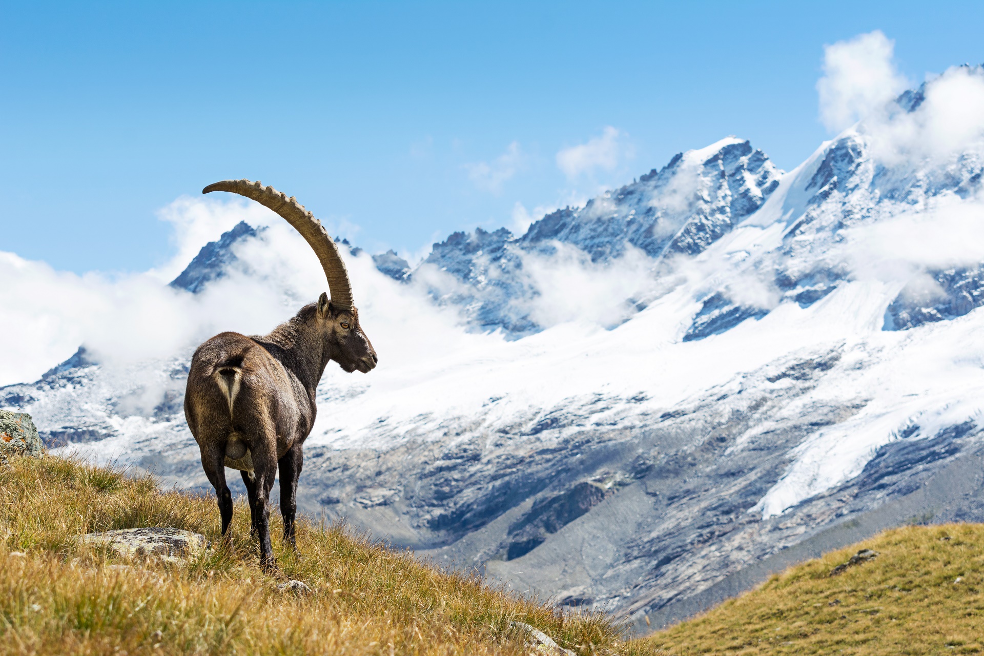 762236 скачать картинку животные, альпийский козерог, гора - обои и заставки бесплатно