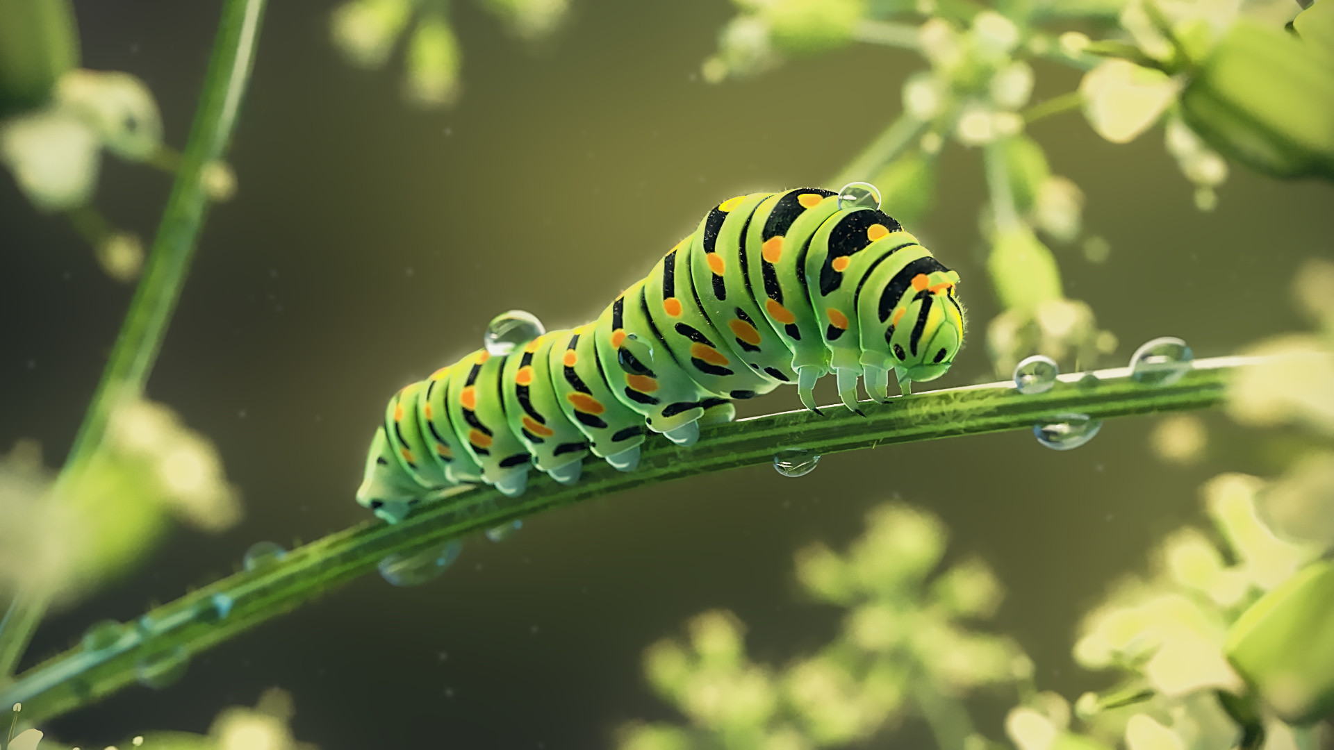 caterpillar, animal, green, leaf, painting, stem