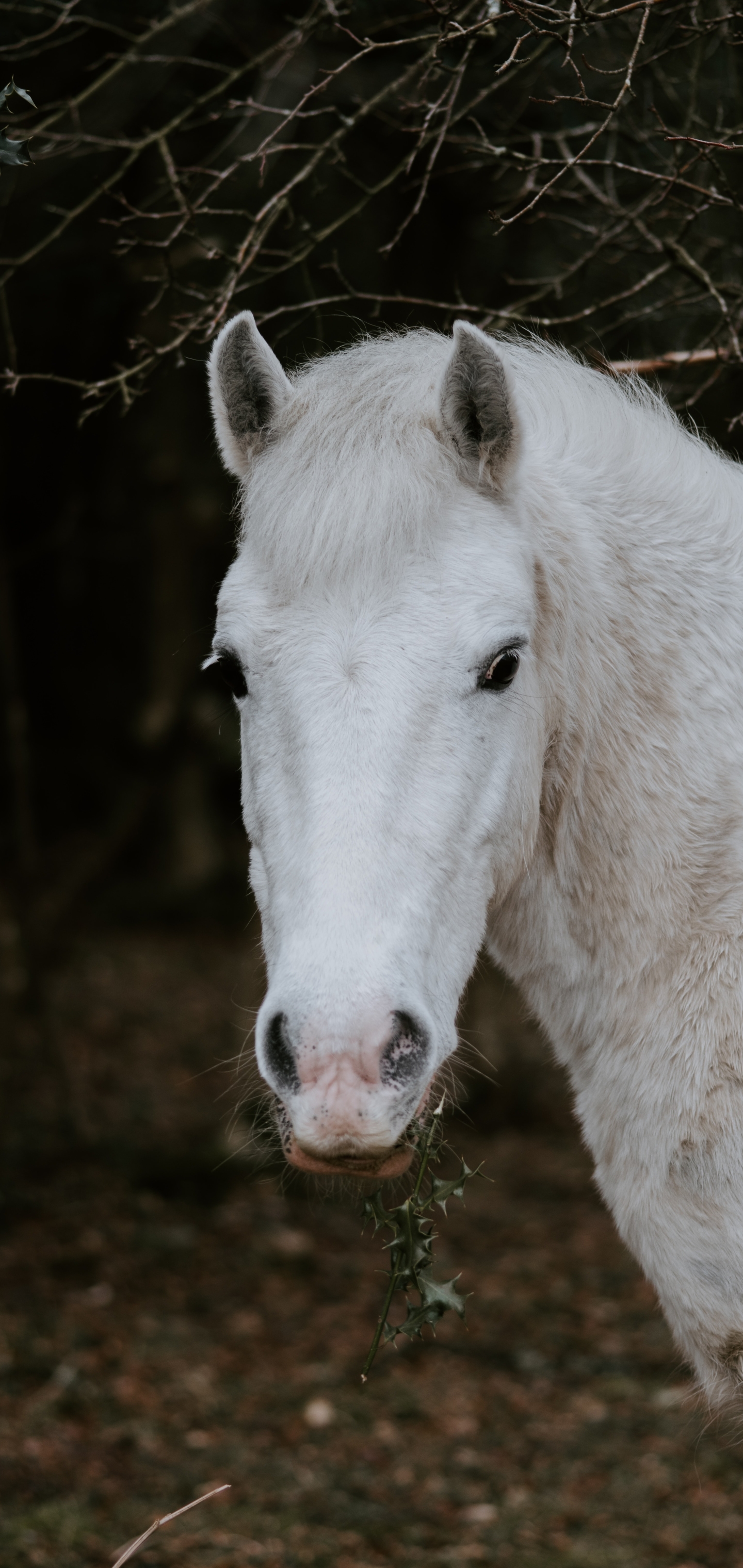 Download mobile wallpaper Animal, Horse for free.