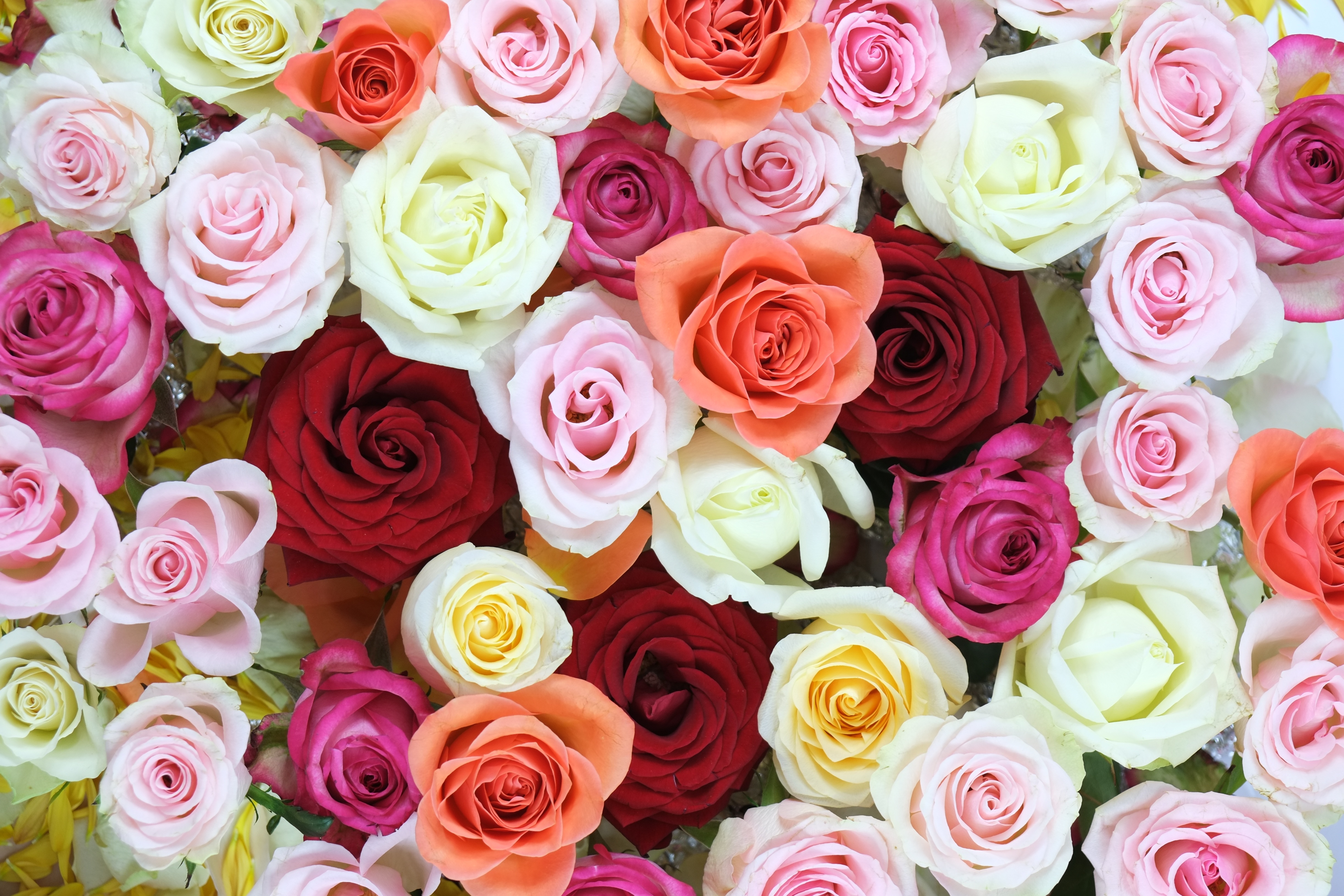 Скачать обои бесплатно Разноцветный, Цветы, Букет, Розы картинка на рабочий стол ПК