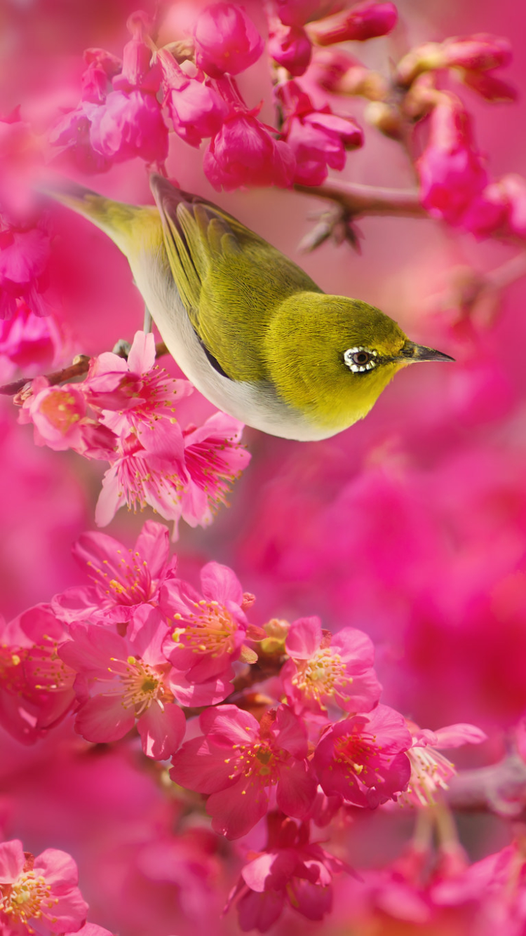 Download mobile wallpaper Nature, Birds, Pink, Sakura, Bird, Branch, Animal, Japanese White Eye for free.
