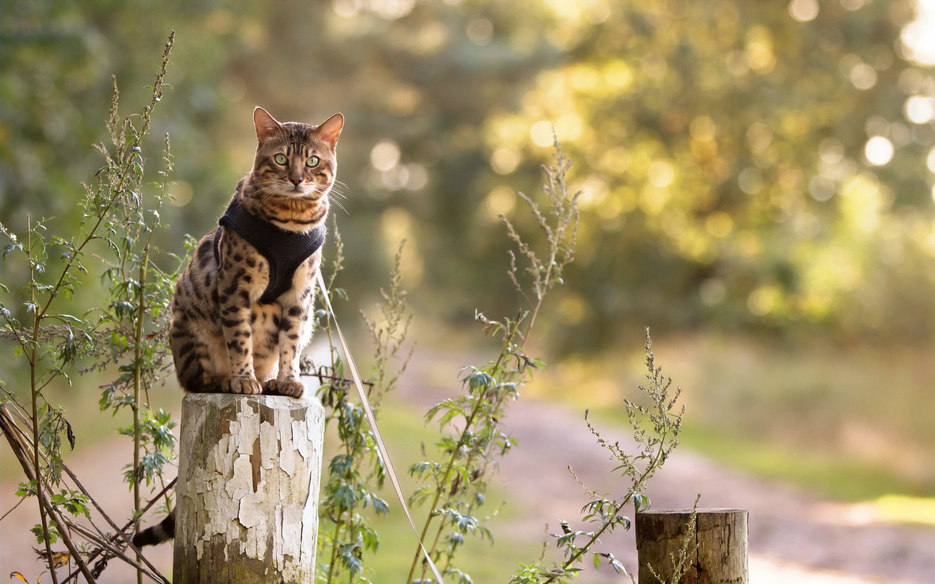 Descarga gratis la imagen Animales, Gatos, Gato en el escritorio de tu PC