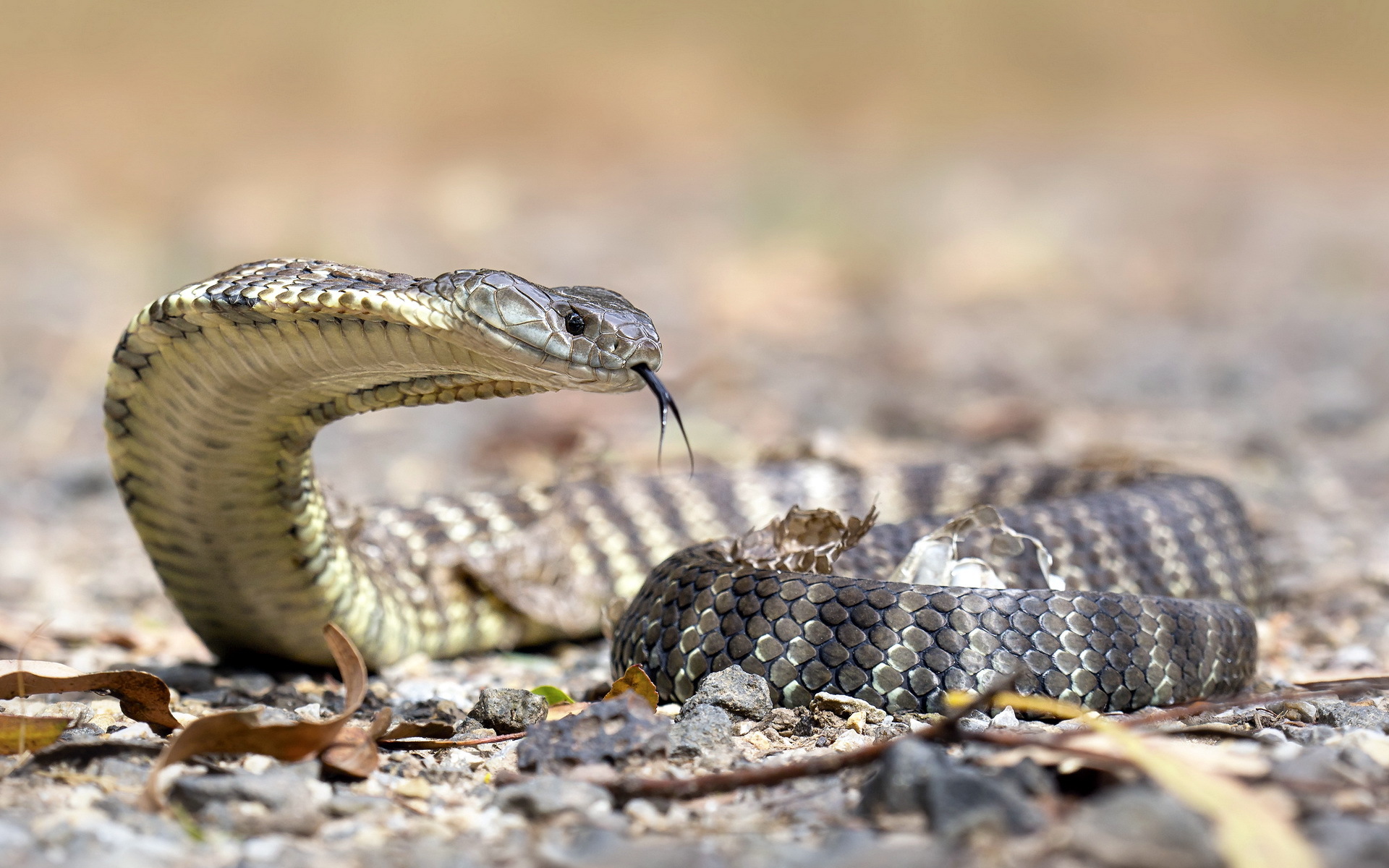Free download wallpaper Animal, Snake, Reptiles on your PC desktop
