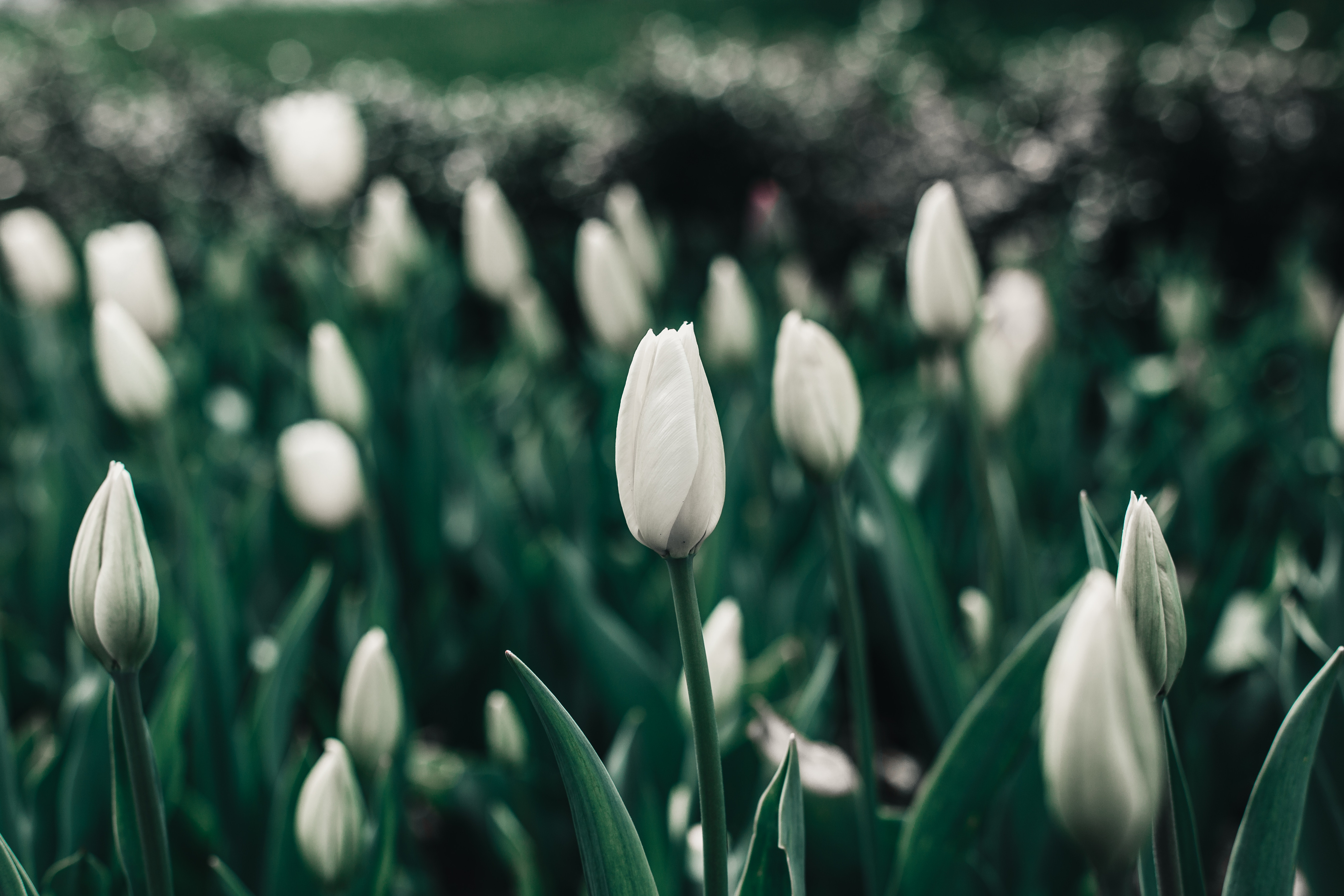 tulips, blooms, spring, flowers, white, flower bed, flowerbed