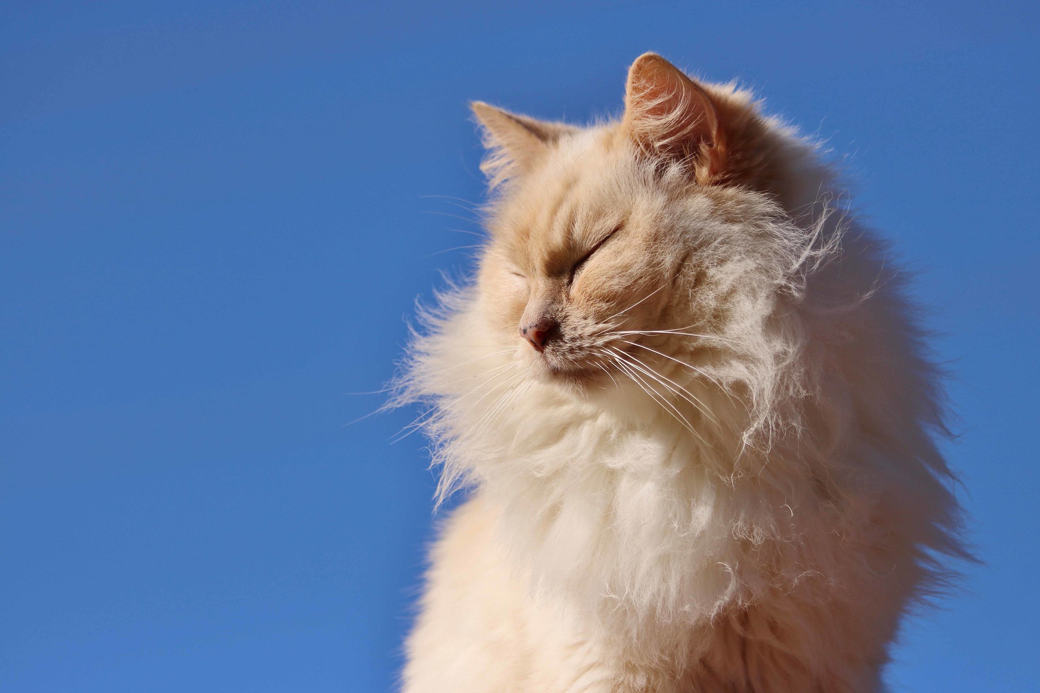 無料モバイル壁紙ネコ, 猫, 動物をダウンロードします。