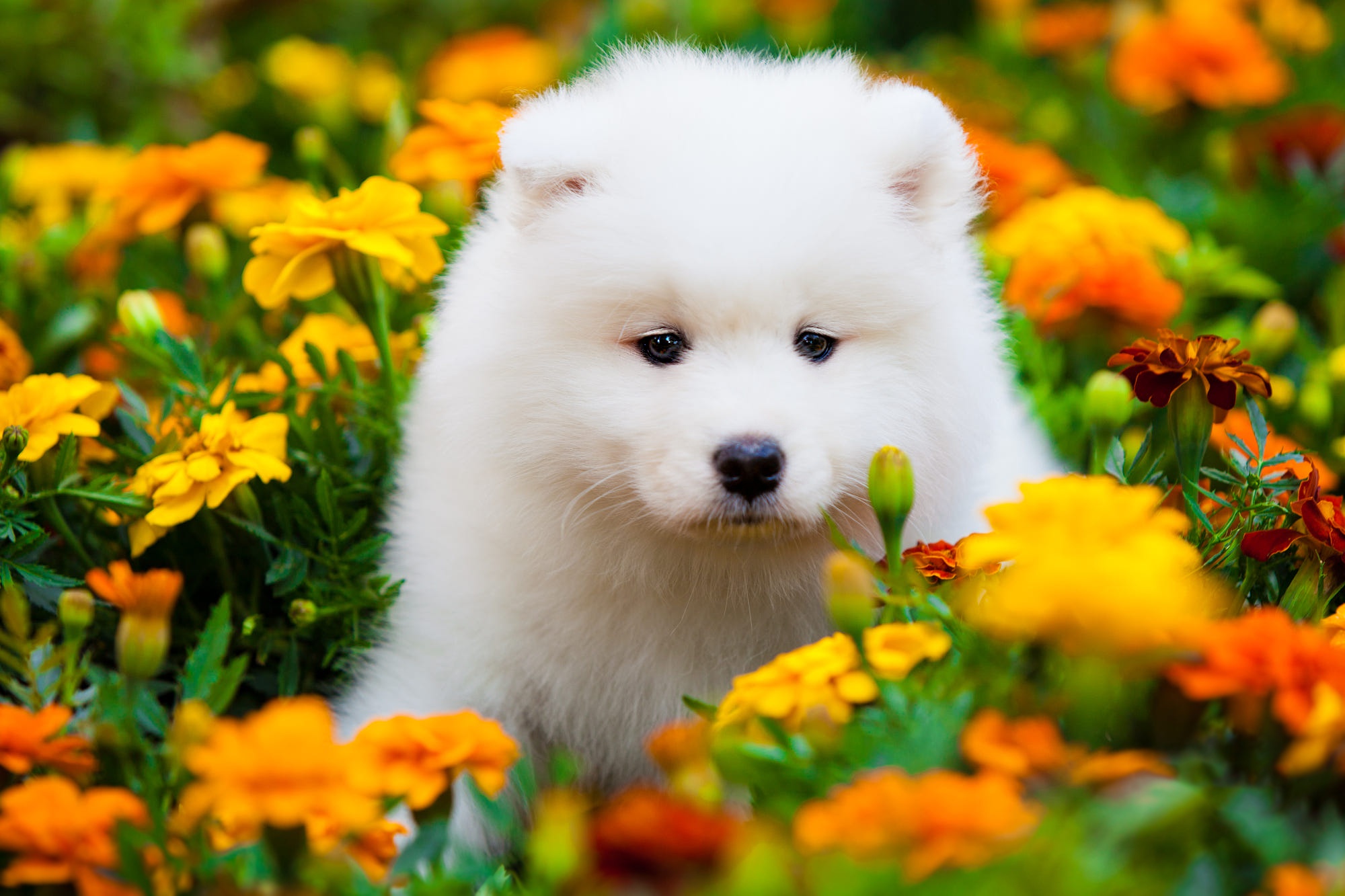 無料モバイル壁紙動物, 花, 犬, 子犬, マリーゴールド, 黄色い花, サモエド, 赤ちゃん動物をダウンロードします。