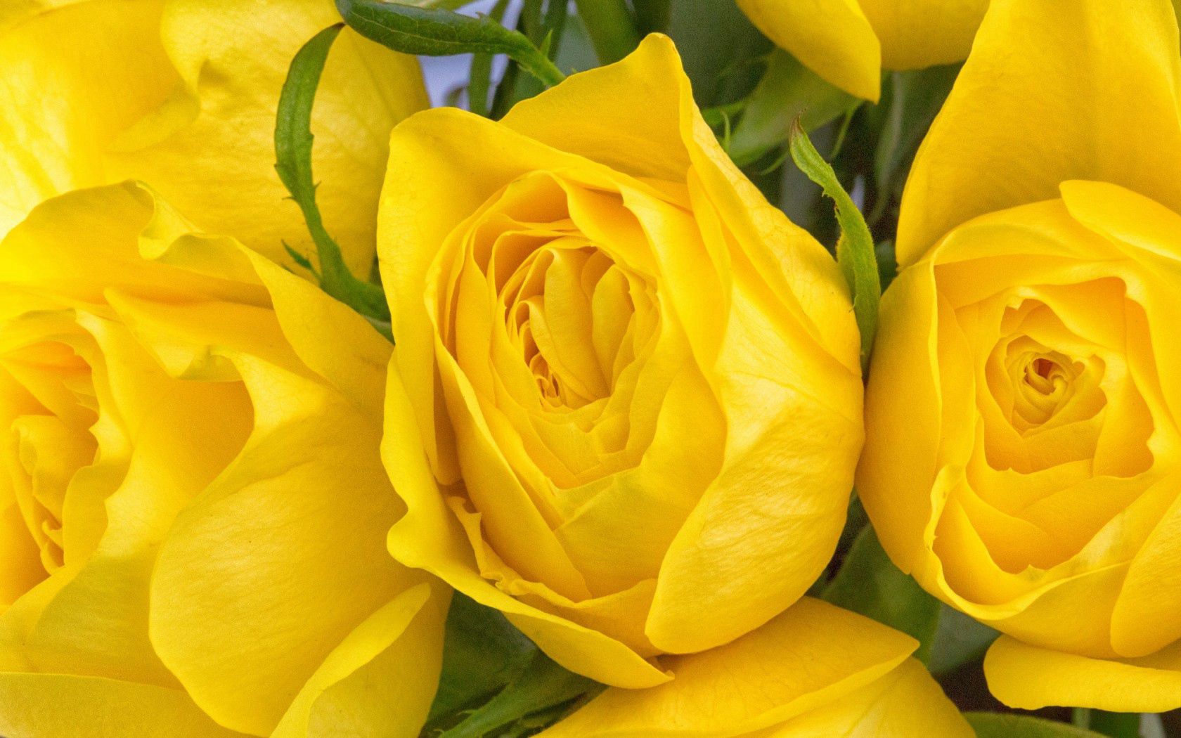 無料モバイル壁紙花びら, つぼみ, 蕾, 黄色, フラワーズ, バラをダウンロードします。