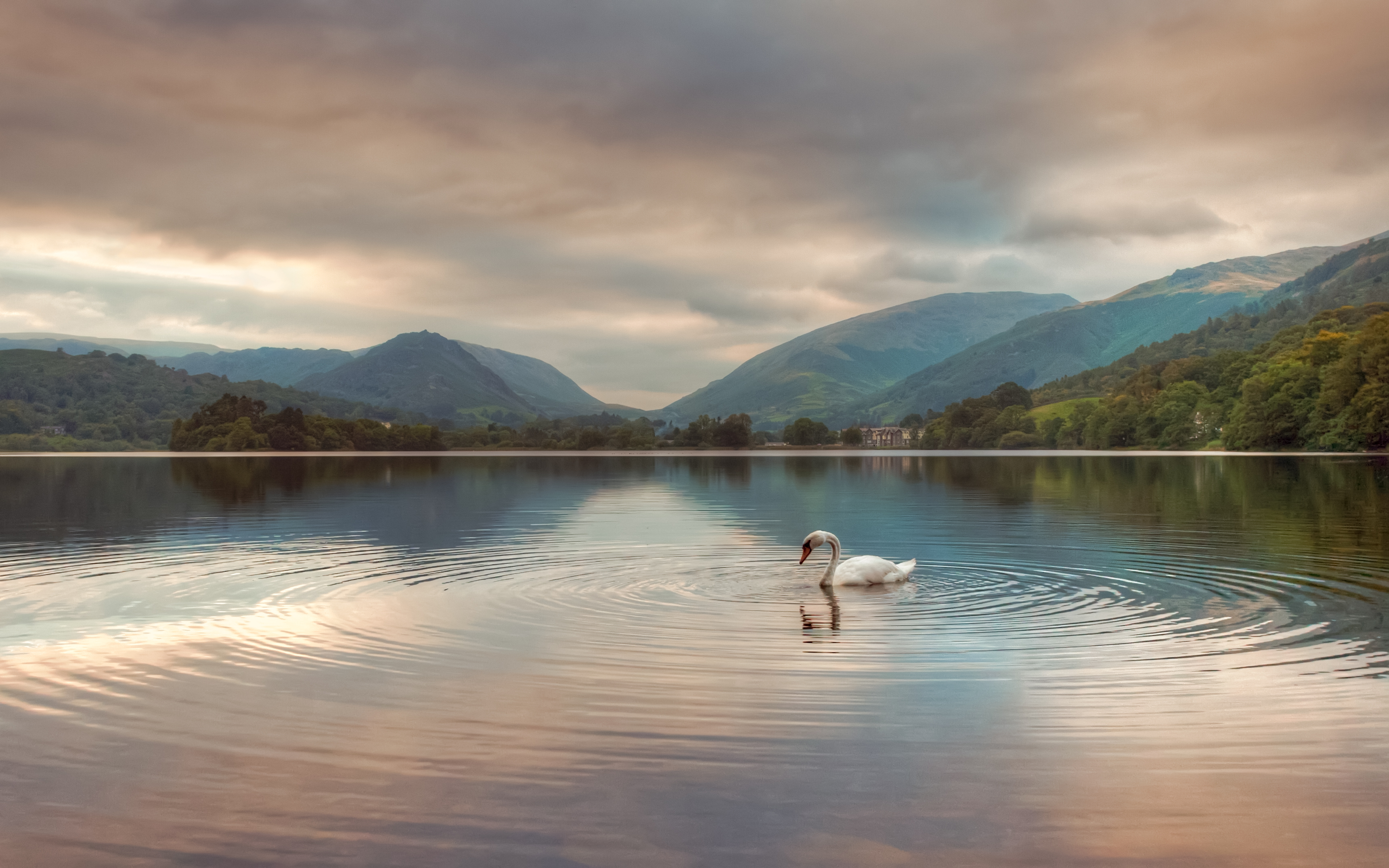lake, clouds, swan, animals, mountains, reflection HD wallpaper
