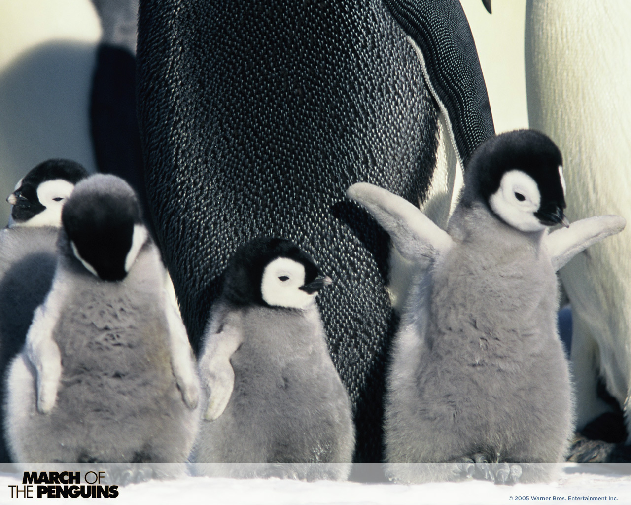電話スクリーンに最適なペンギンの行進曲の壁紙