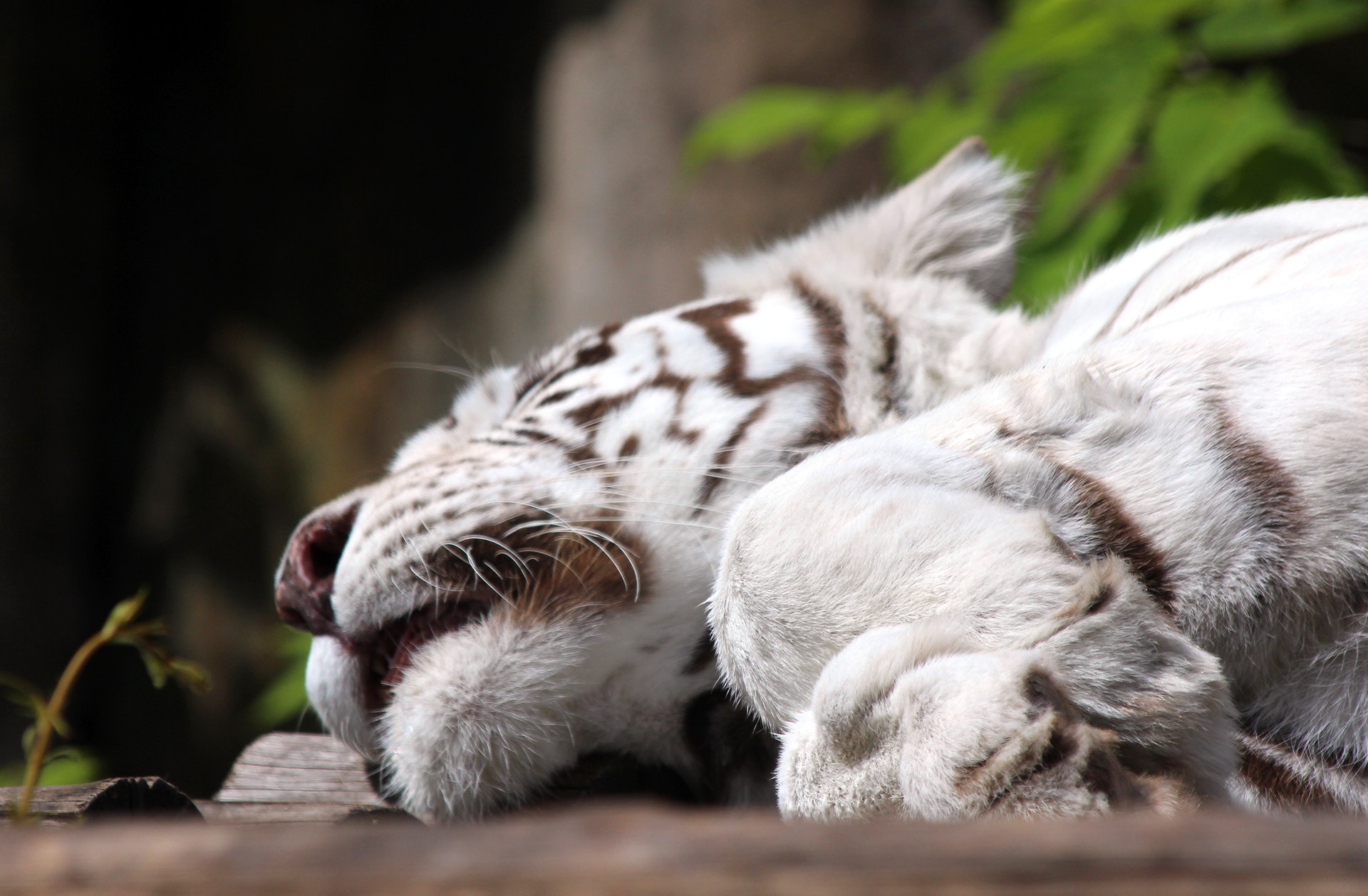 Descarga gratuita de fondo de pantalla para móvil de Animales, Gatos, Tigre Blanco.