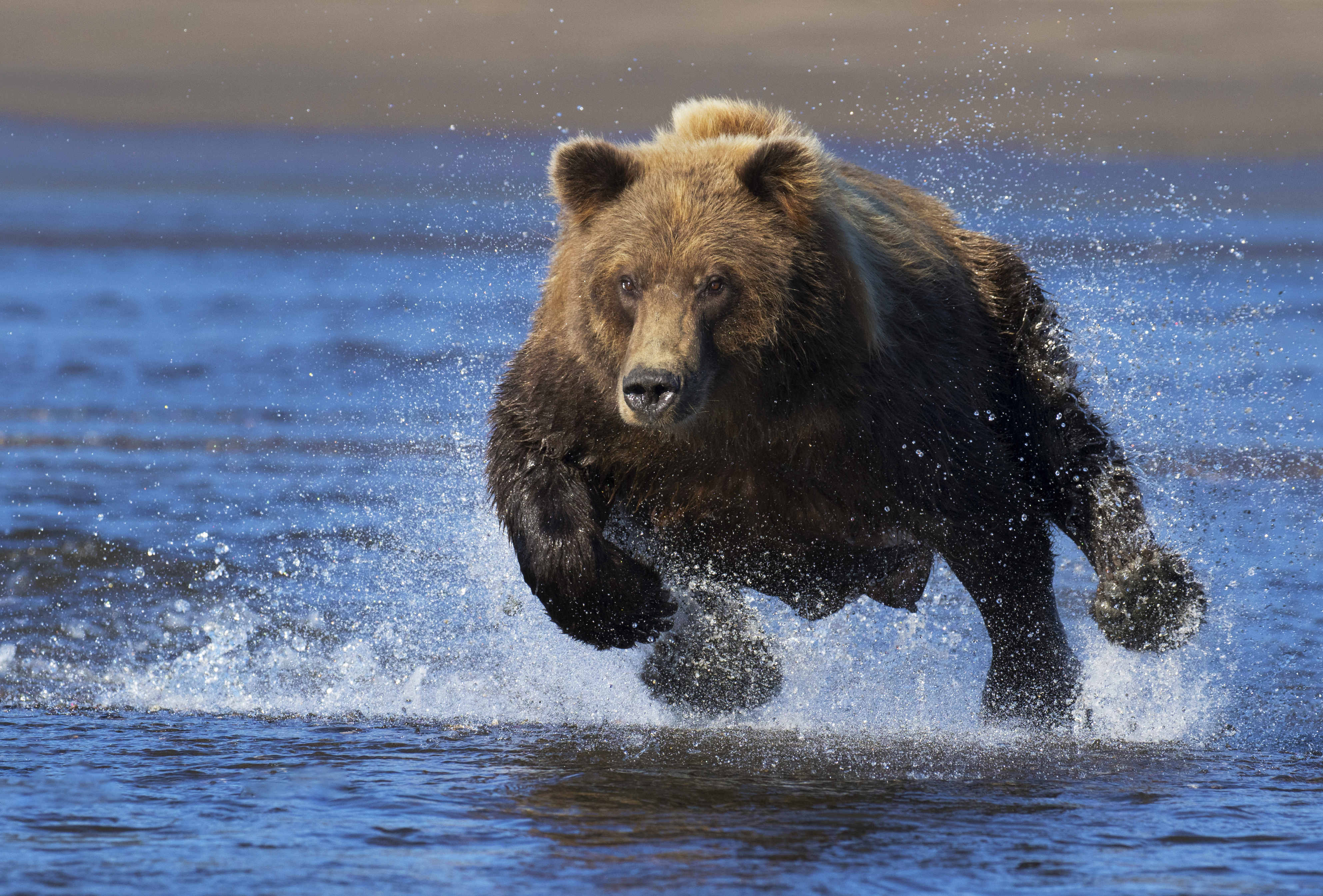 Скачать картинку Животные, Вода, Медведи, Всплеск, Медведь в телефон бесплатно.