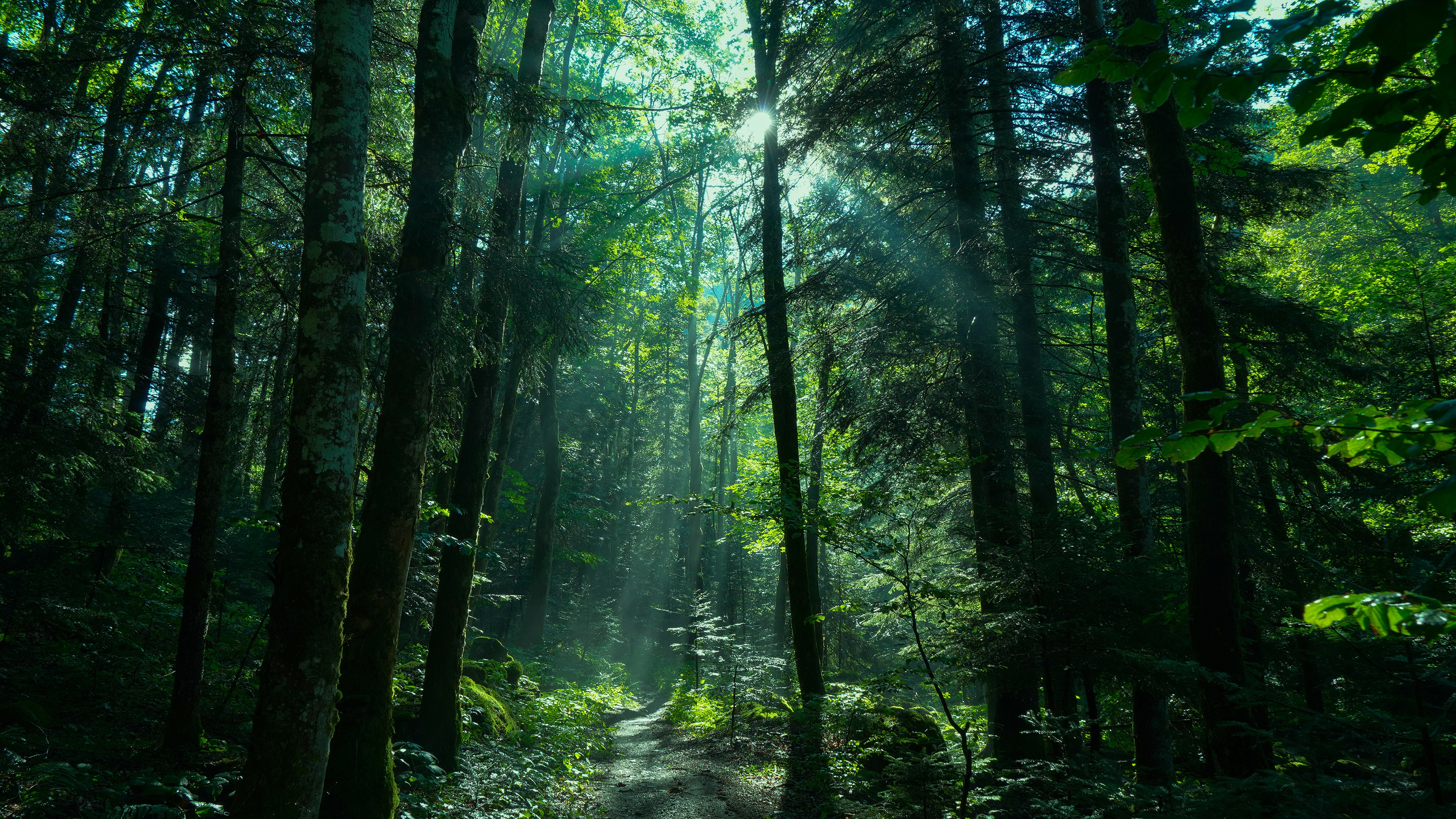 Free download wallpaper Nature, Forest, Earth, Path, Sunbeam, Greenery on your PC desktop