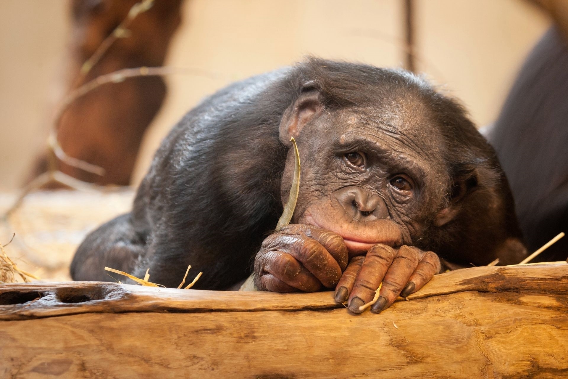 Laden Sie Bonobos HD-Desktop-Hintergründe herunter