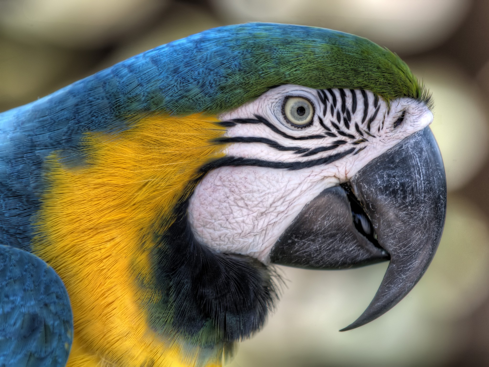 185023壁紙のダウンロード動物, 青と黄色のコンゴウインコ, 鳥-スクリーンセーバーと写真を無料で