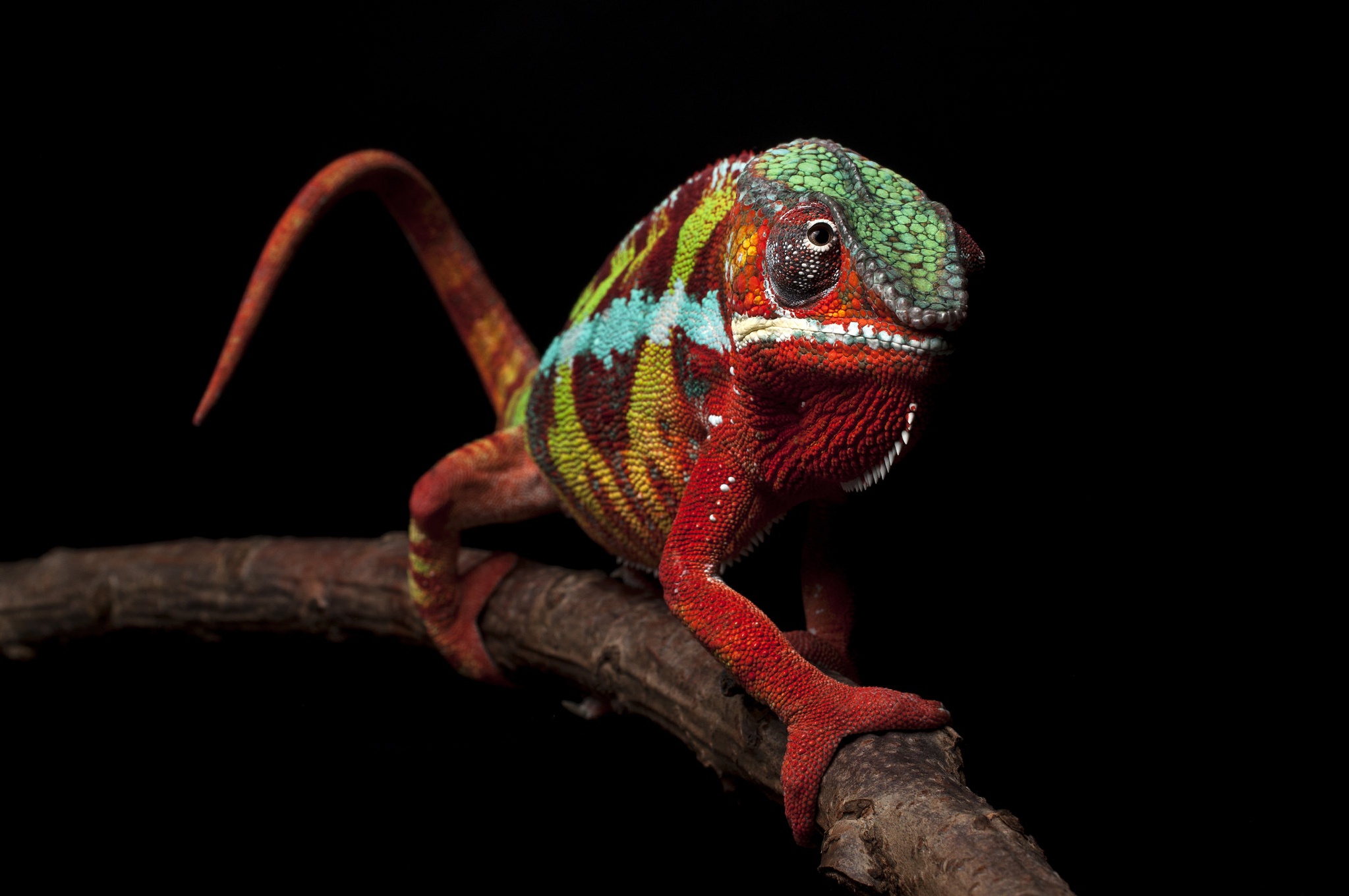 Free download wallpaper Branch, Animal, Chameleon, Reptiles on your PC desktop