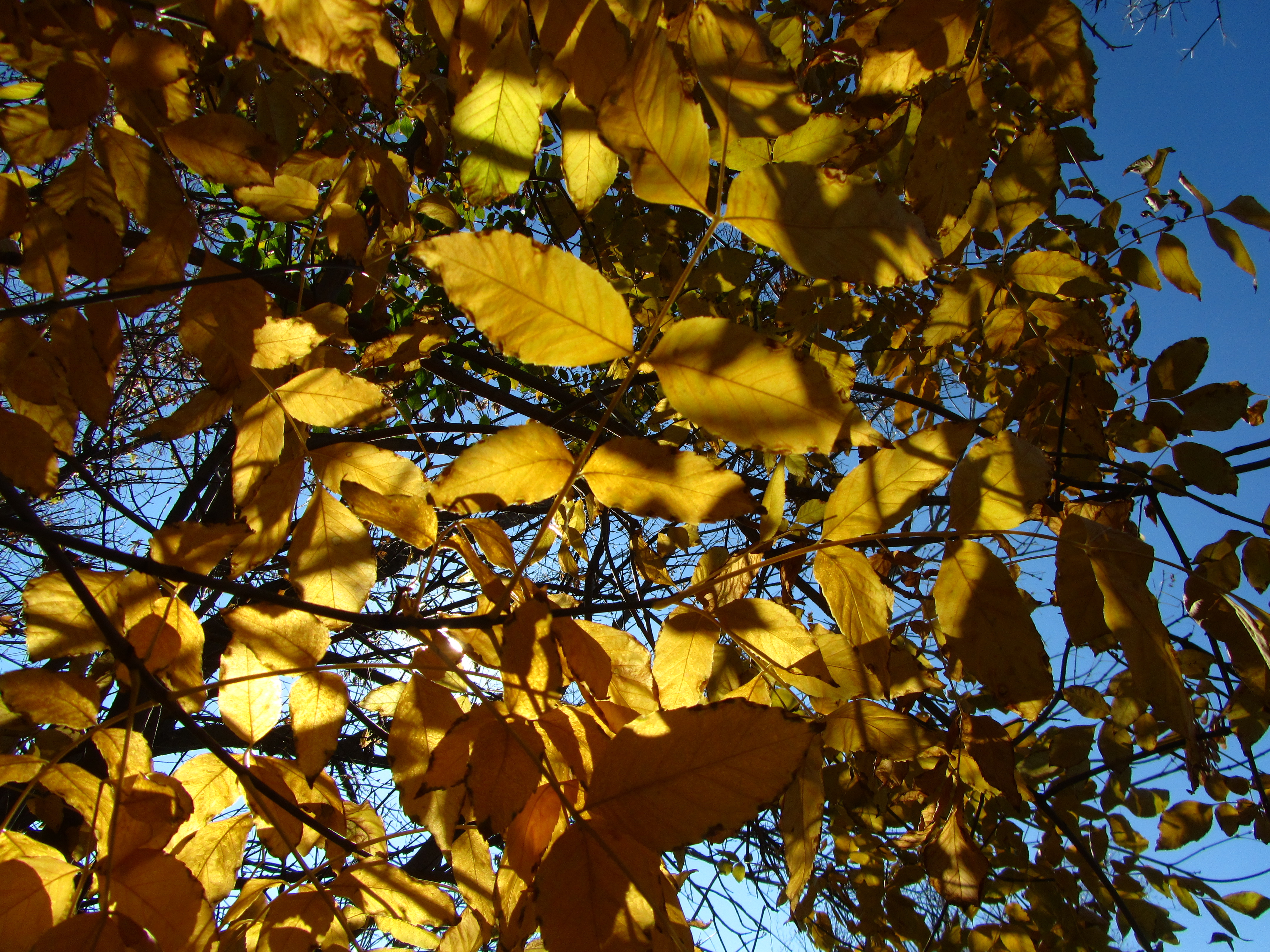 Baixar papel de parede para celular de Folha, Terra/natureza gratuito.