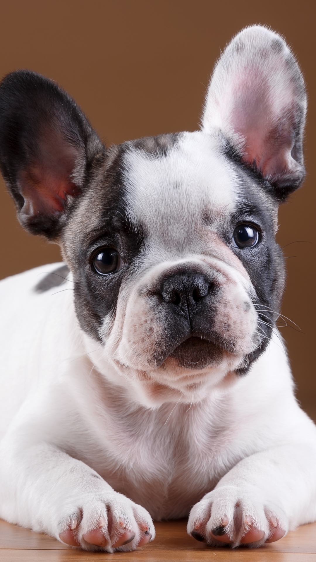Download mobile wallpaper Dogs, Dog, Muzzle, Animal, French Bulldog for free.