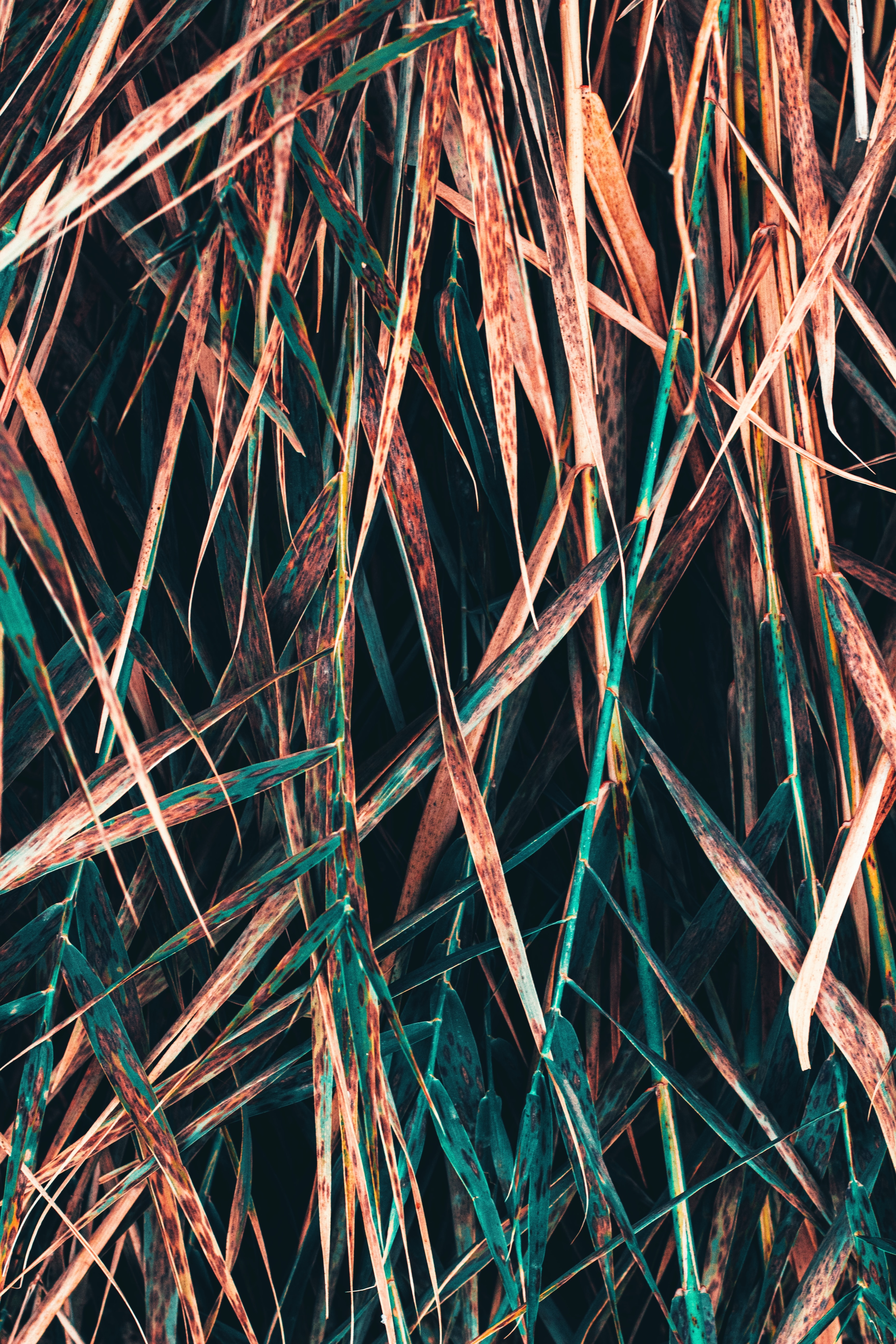 Free download wallpaper Grass, Macro, Dry, Plant on your PC desktop