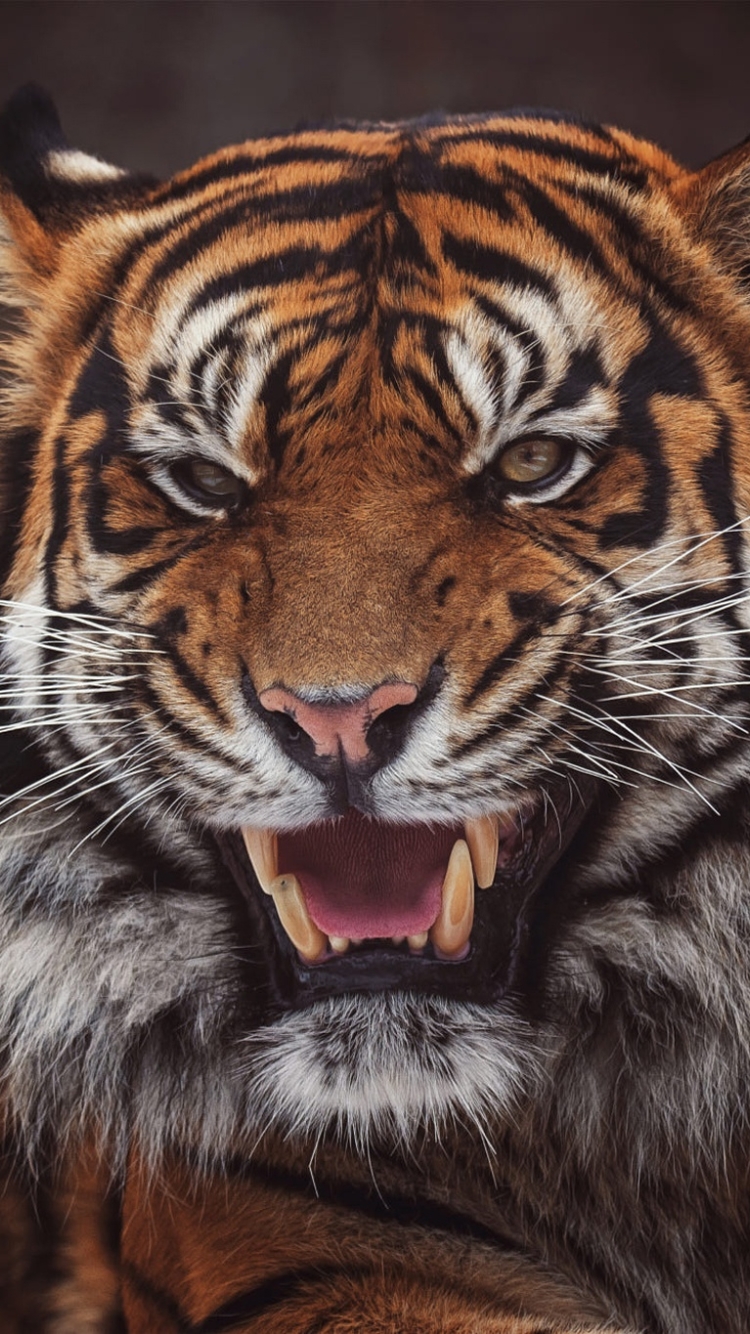 無料モバイル壁紙動物, 猫, 虎, 咆哮をダウンロードします。