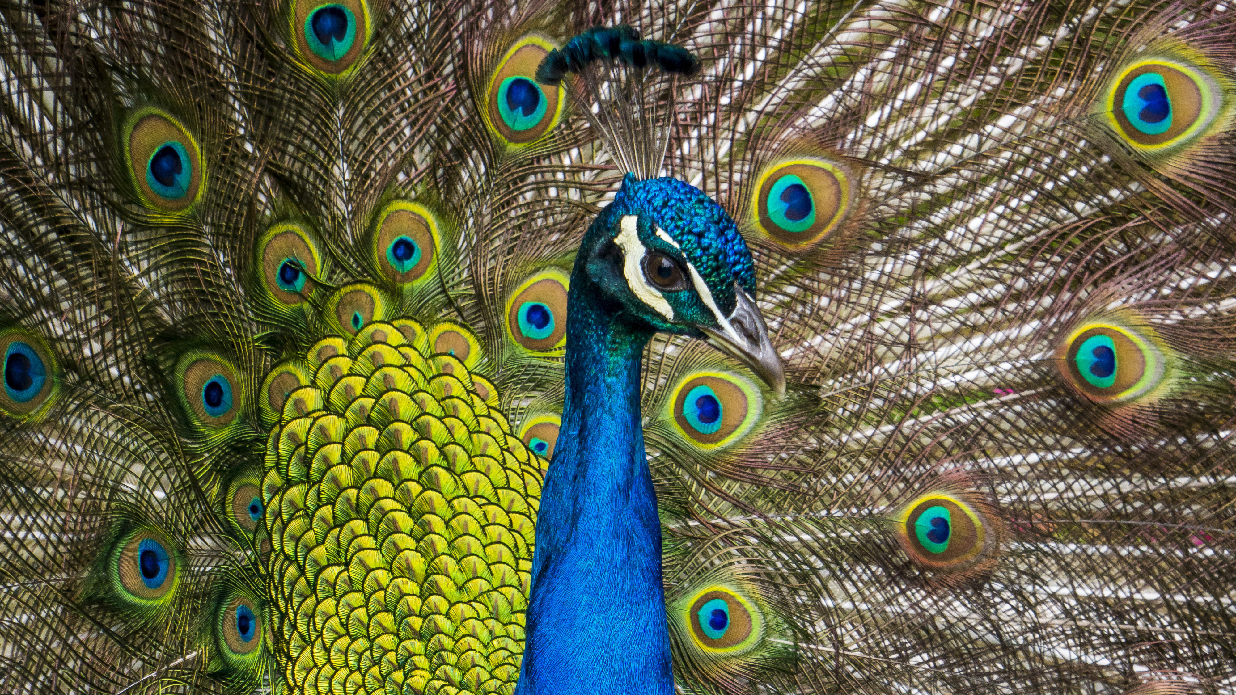 Download mobile wallpaper Birds, Bird, Animal, Peacock for free.