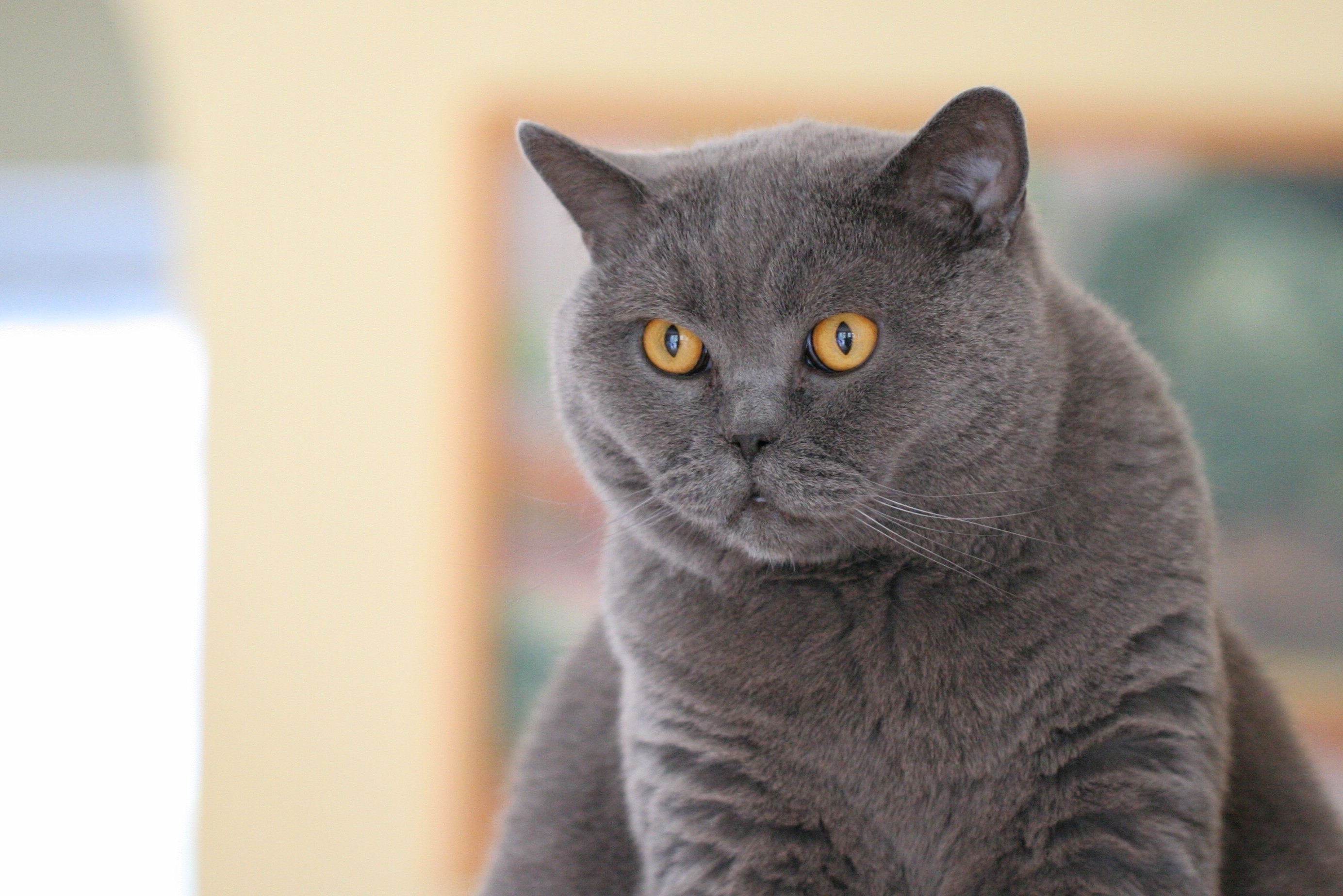 Laden Sie Britische Katze HD-Desktop-Hintergründe herunter