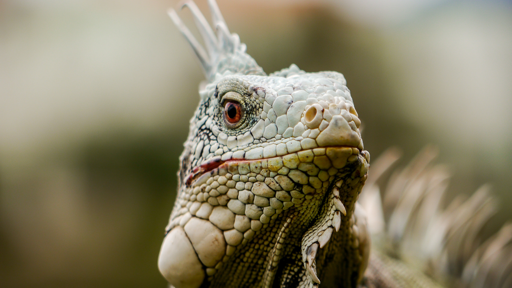 Free download wallpaper Close Up, Animal, Lizard, Reptile, Reptiles, Iguana on your PC desktop