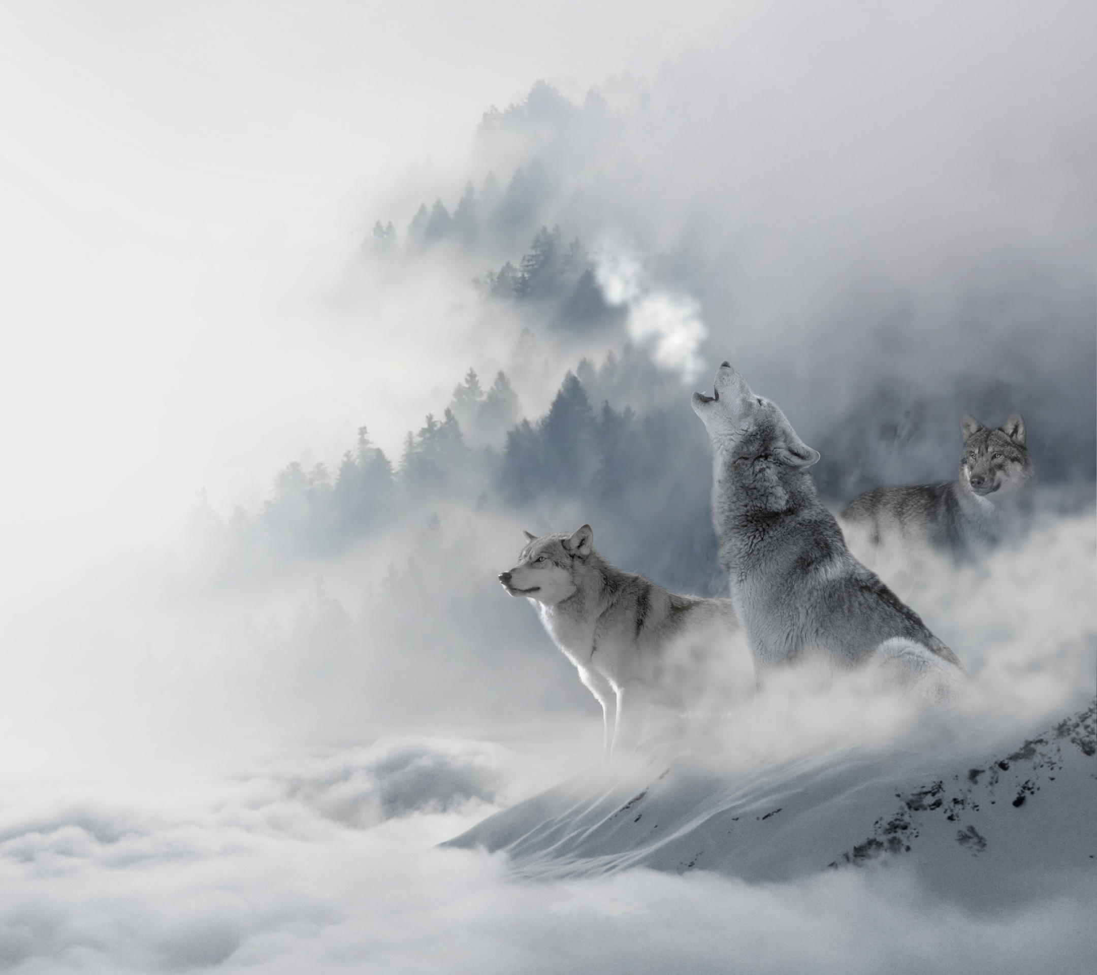 Baixe gratuitamente a imagem Animais, Lobos, Inverno, Névoa, Lobo, Nuvem, Neblina na área de trabalho do seu PC
