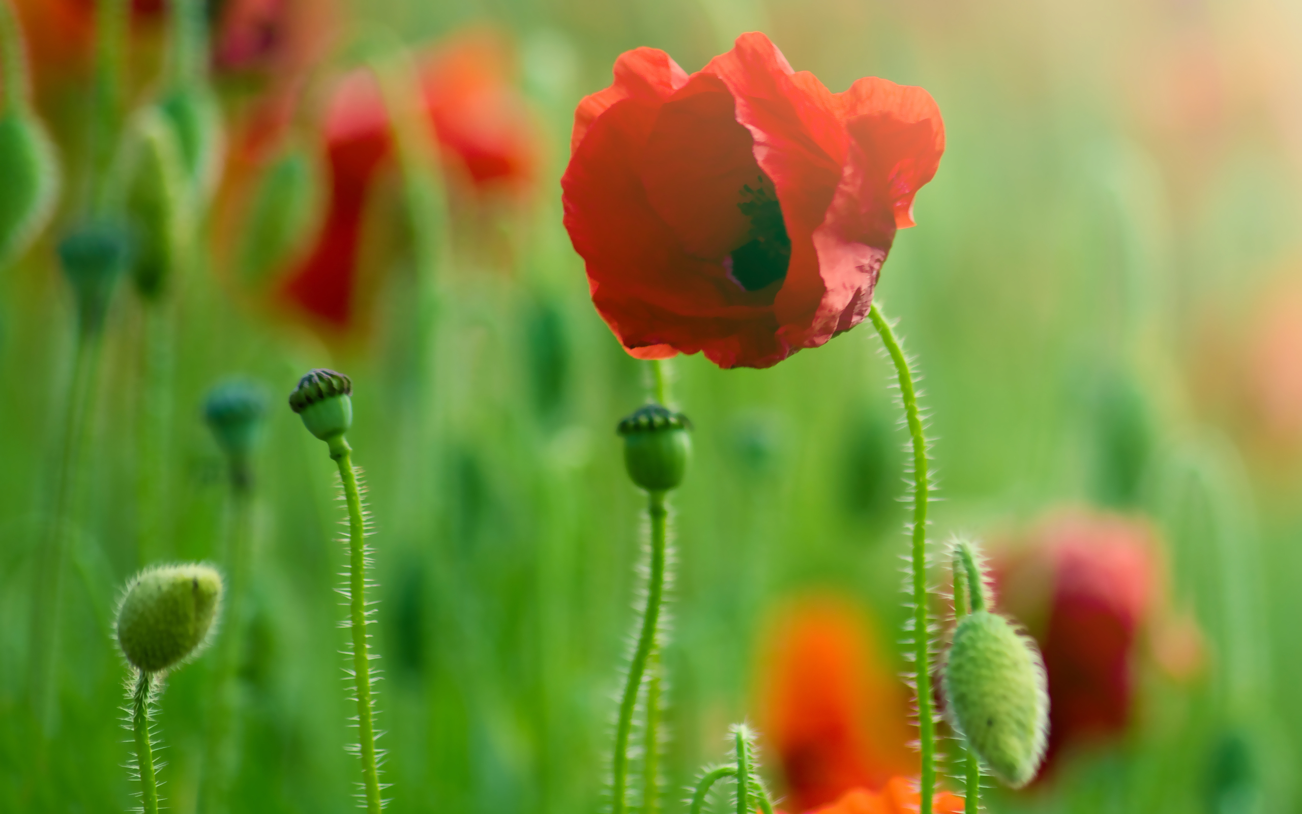 Descarga gratuita de fondo de pantalla para móvil de Amapola, Flores, Flor, Tierra/naturaleza.