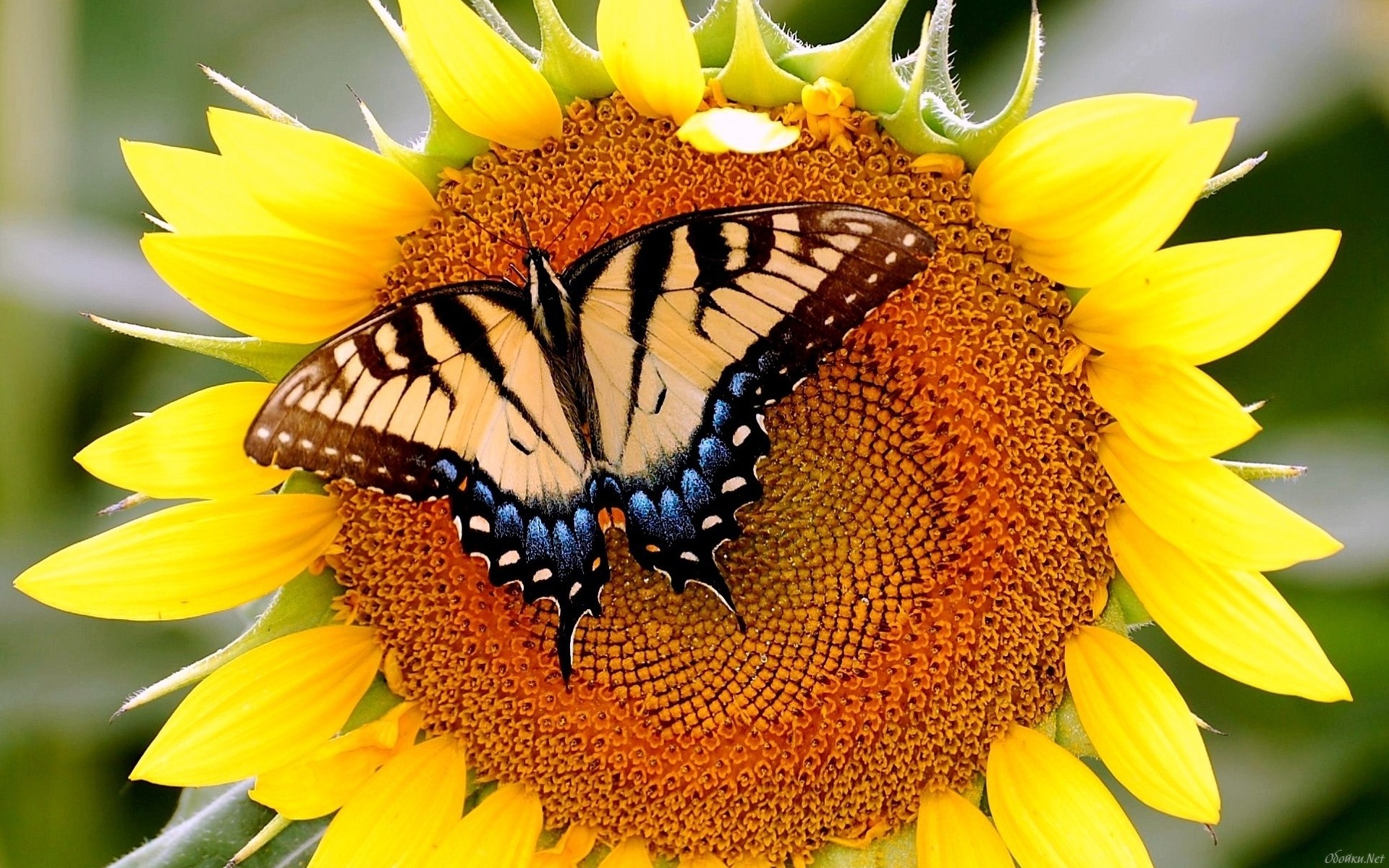 558075 скачать картинку подсолнухи, животные, бабочка, цветок - обои и заставки бесплатно