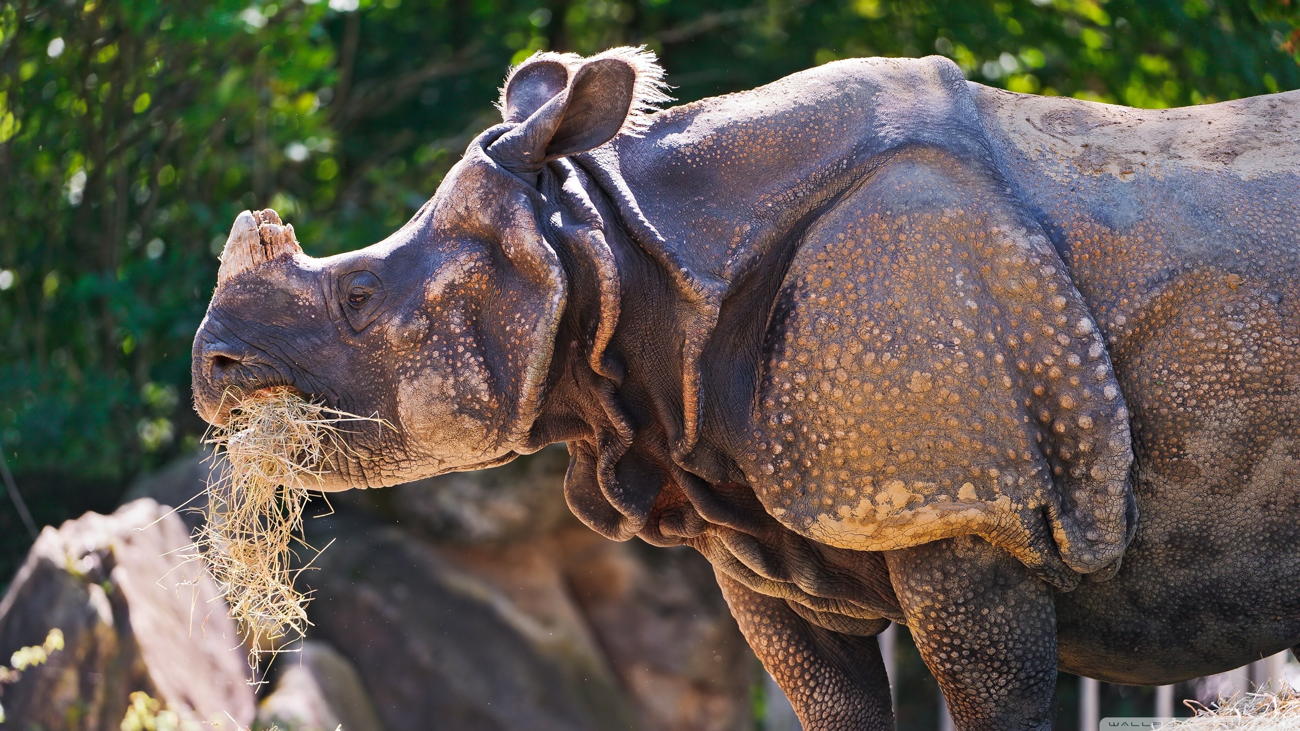 Baixar papel de parede para celular de Rinoceronte, Animais gratuito.