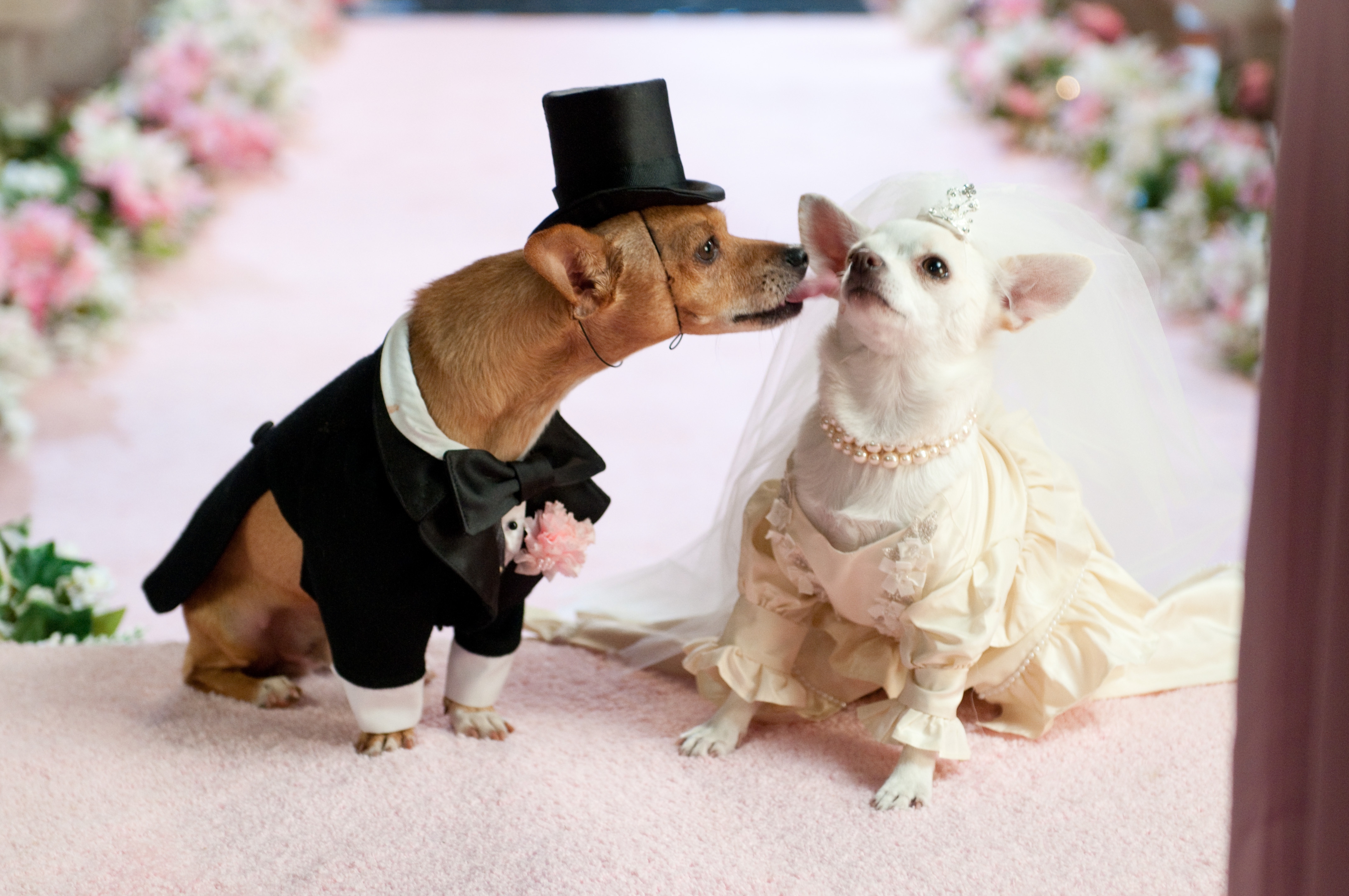 Скачать обои бесплатно Свадьба, Собаки, Костюм, Животные, Пара картинка на рабочий стол ПК