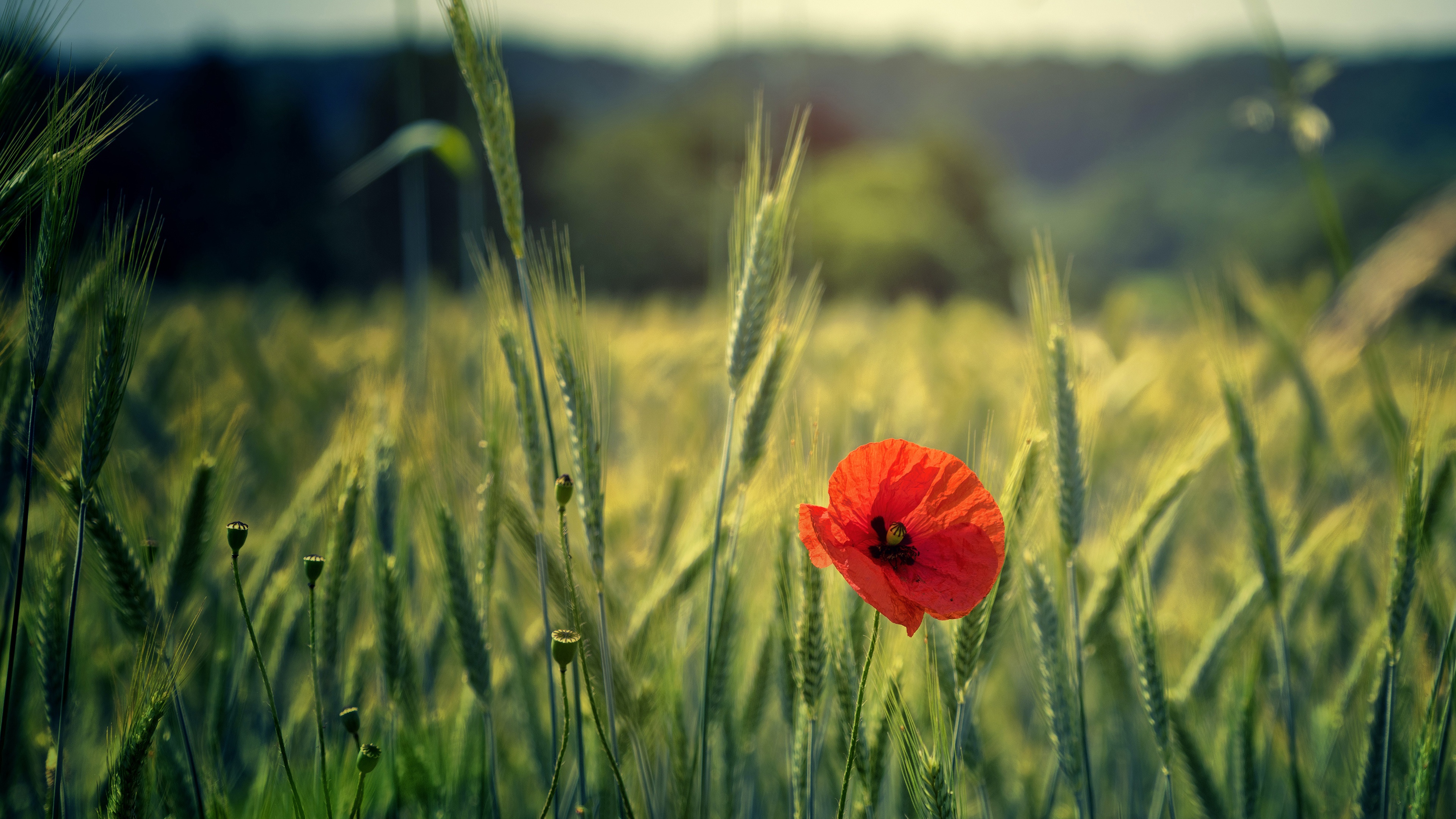 Descarga gratis la imagen Trigo, Flor, Amapola, Tierra/naturaleza en el escritorio de tu PC