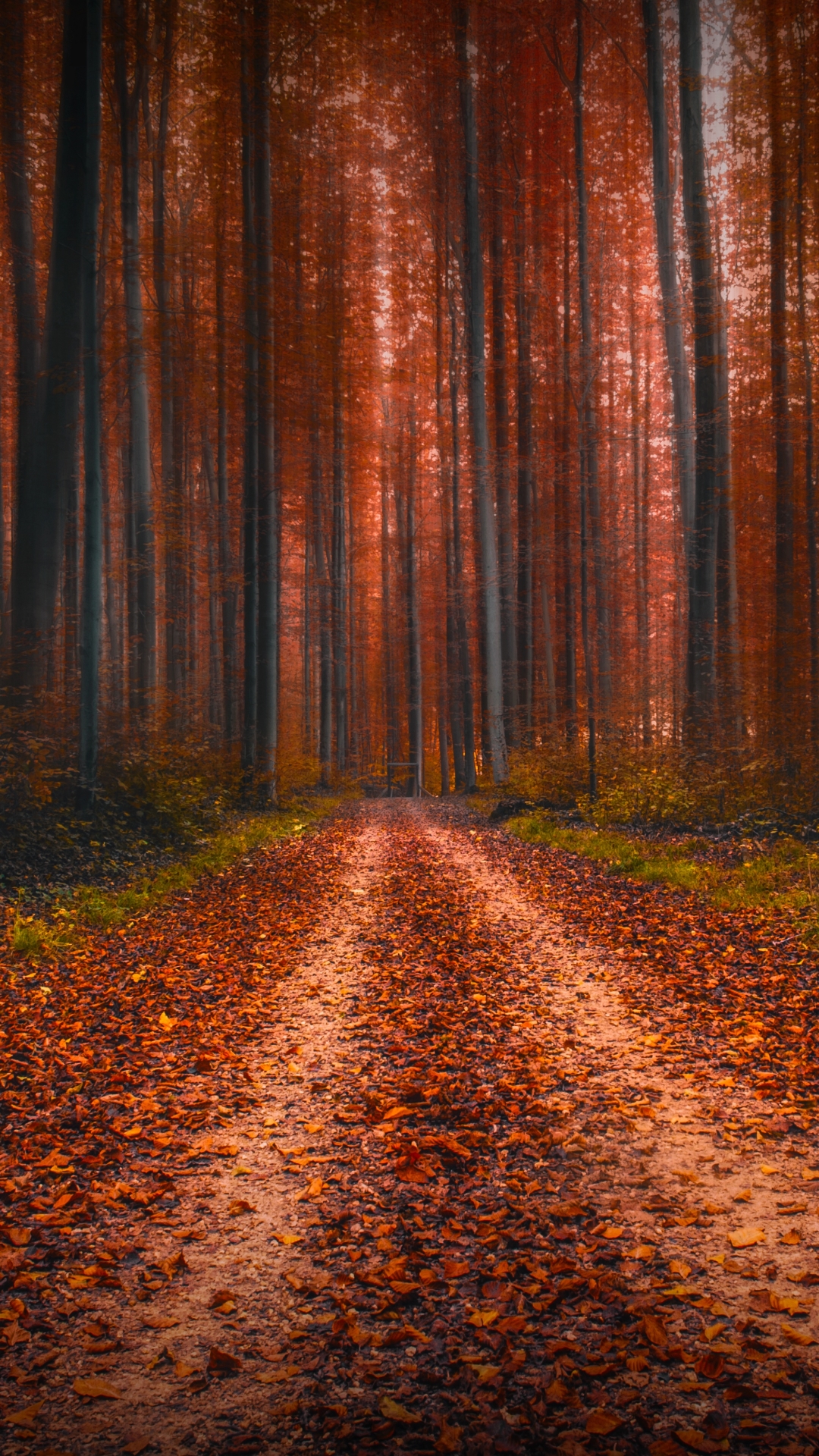 Download mobile wallpaper Nature, Forest, Tree, Fall, Earth, Dirt Road for free.