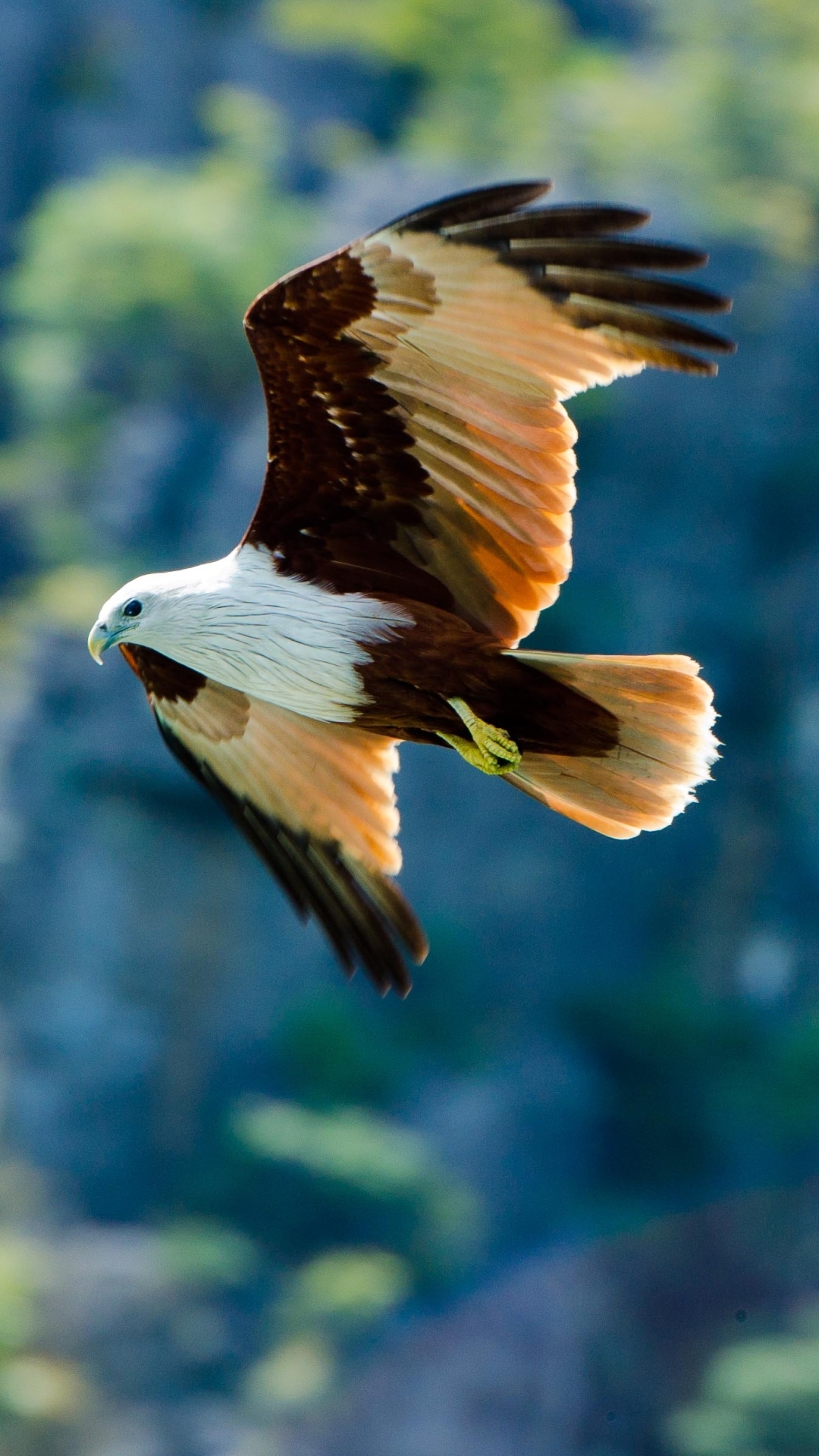 Descarga gratuita de fondo de pantalla para móvil de Animales, Águila, Aves.