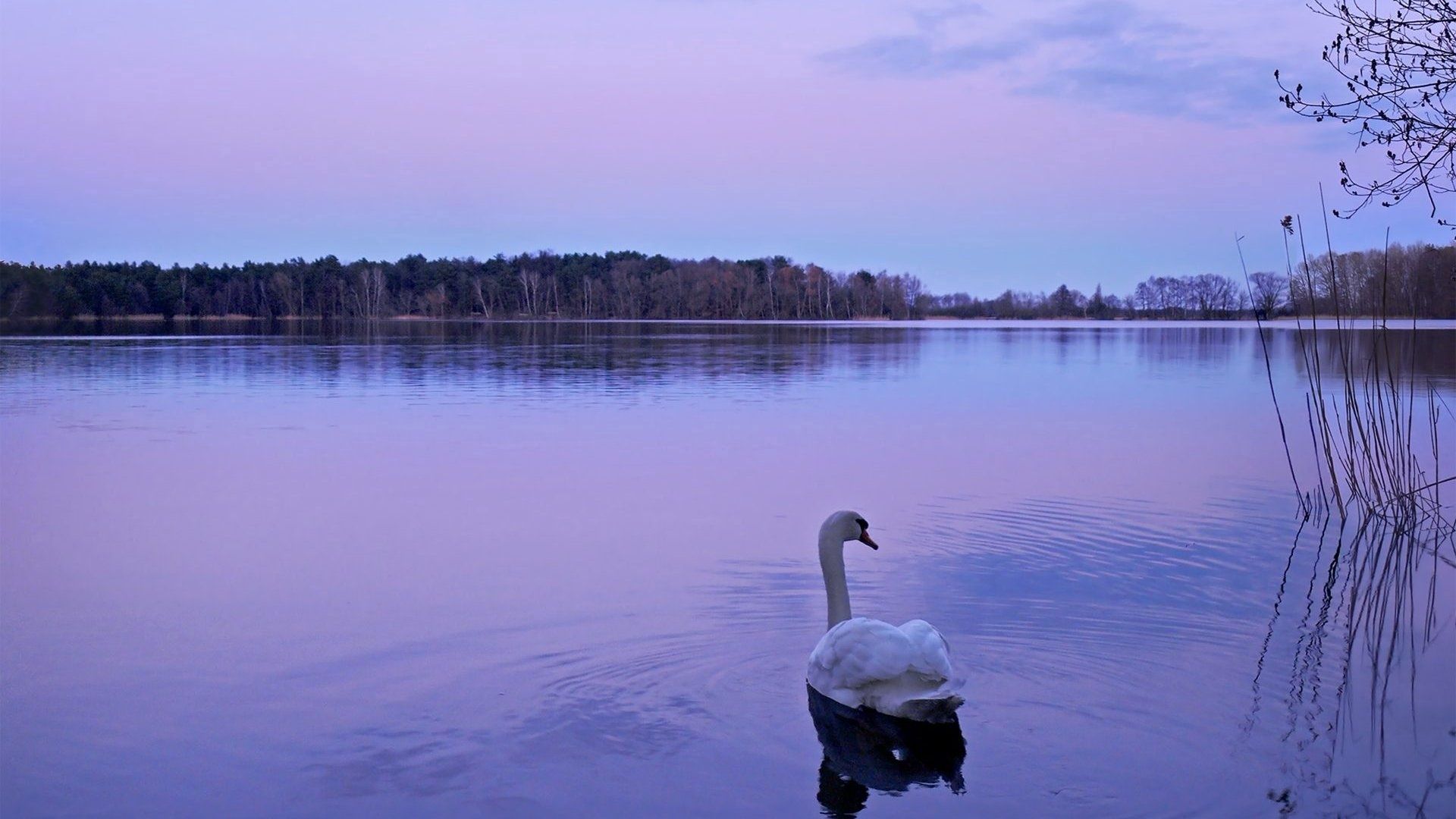 Download mobile wallpaper Swan, Lake, Water, Animals, Nature, Night for free.