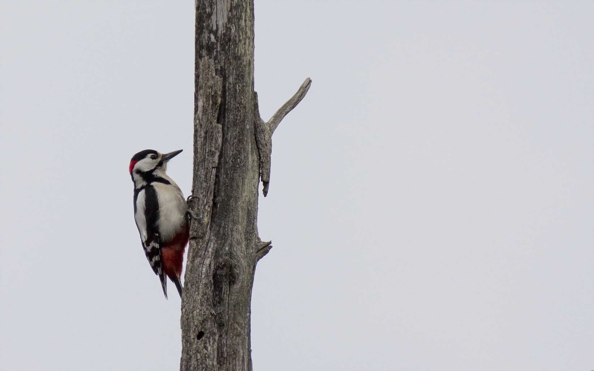 Free download wallpaper Bird, Birds, Animal on your PC desktop