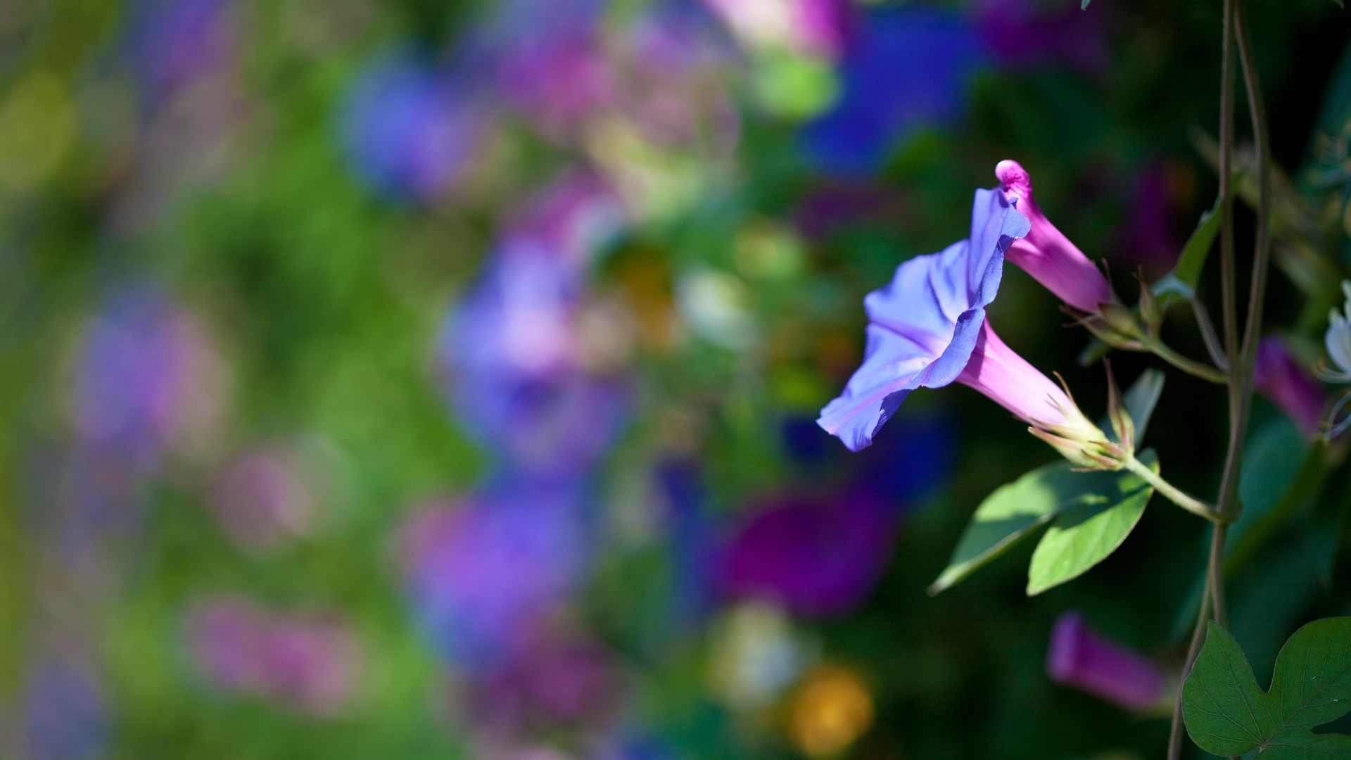 Descarga gratuita de fondo de pantalla para móvil de Flores, Flor, Tierra/naturaleza.