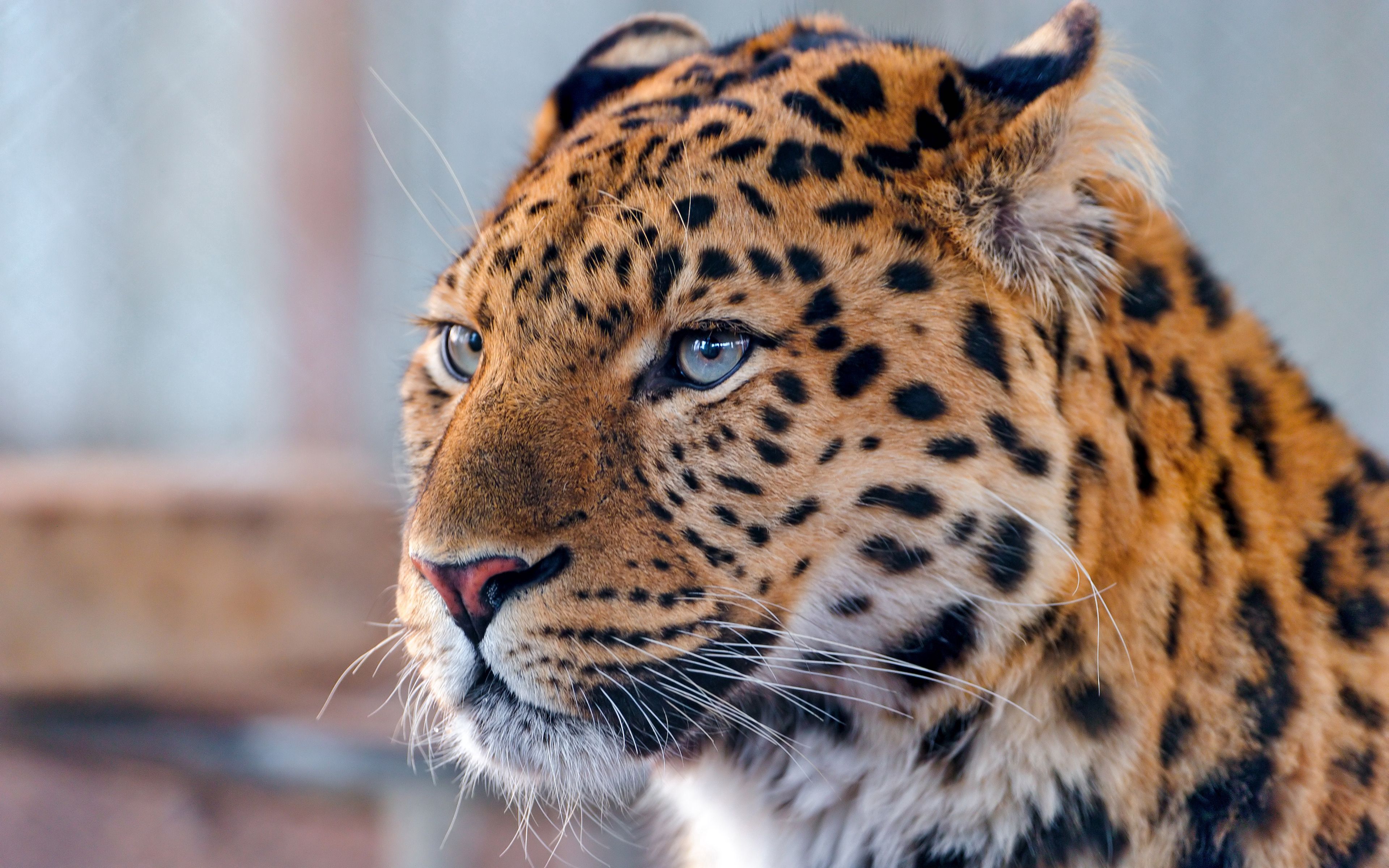 136196 скачать обои леопард, хищник, животные, морда, пятнистый - заставки и картинки бесплатно
