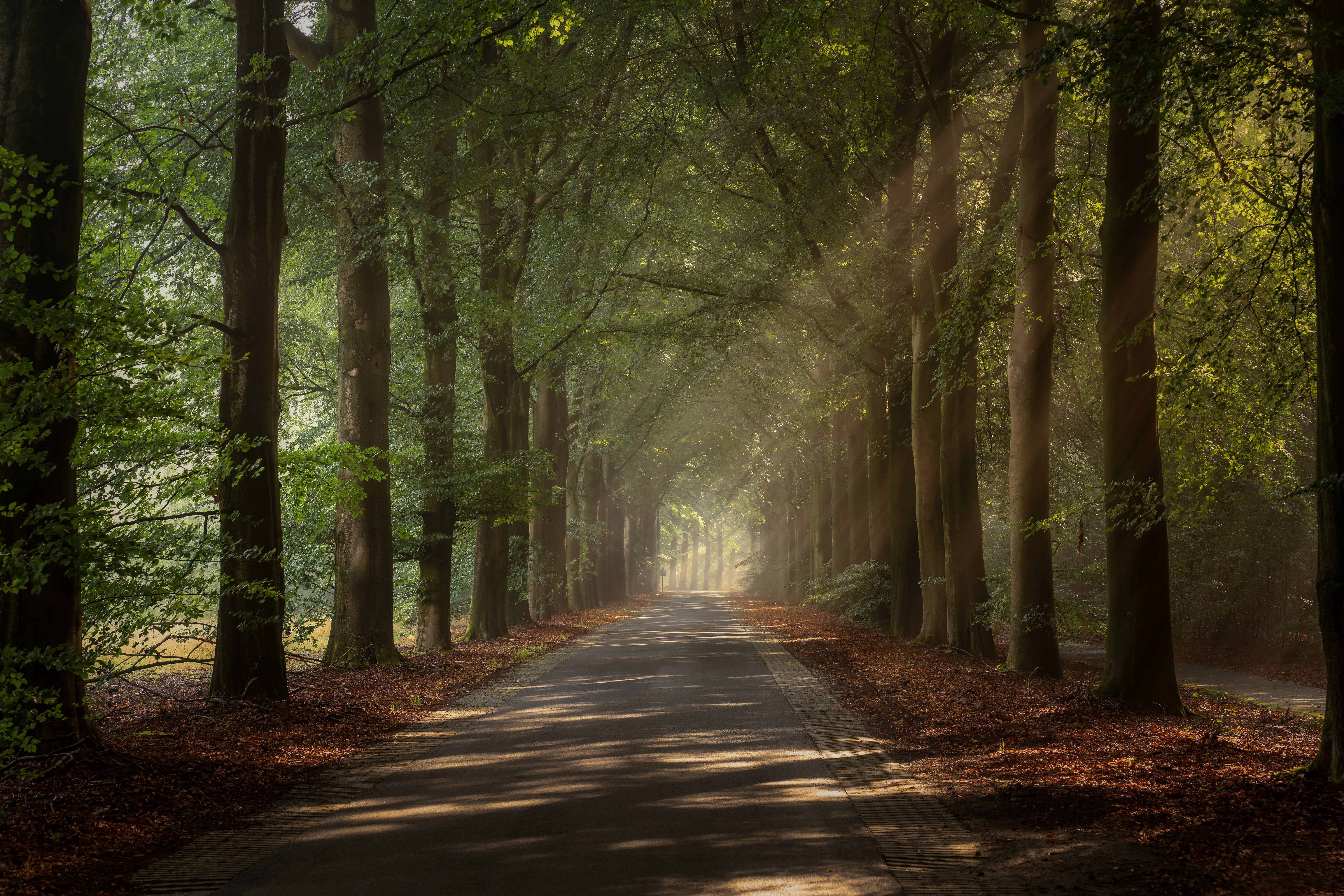 Free download wallpaper Road, Tree, Netherlands, Sunbeam, Man Made on your PC desktop