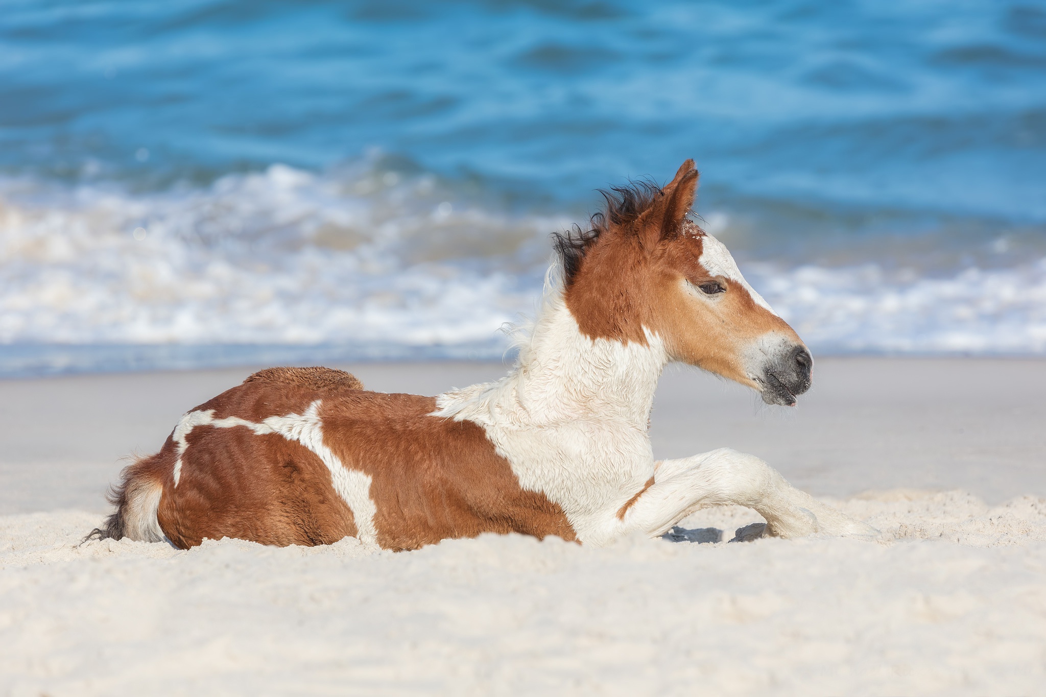 Download mobile wallpaper Animal, Horse, Foal, Baby Animal for free.