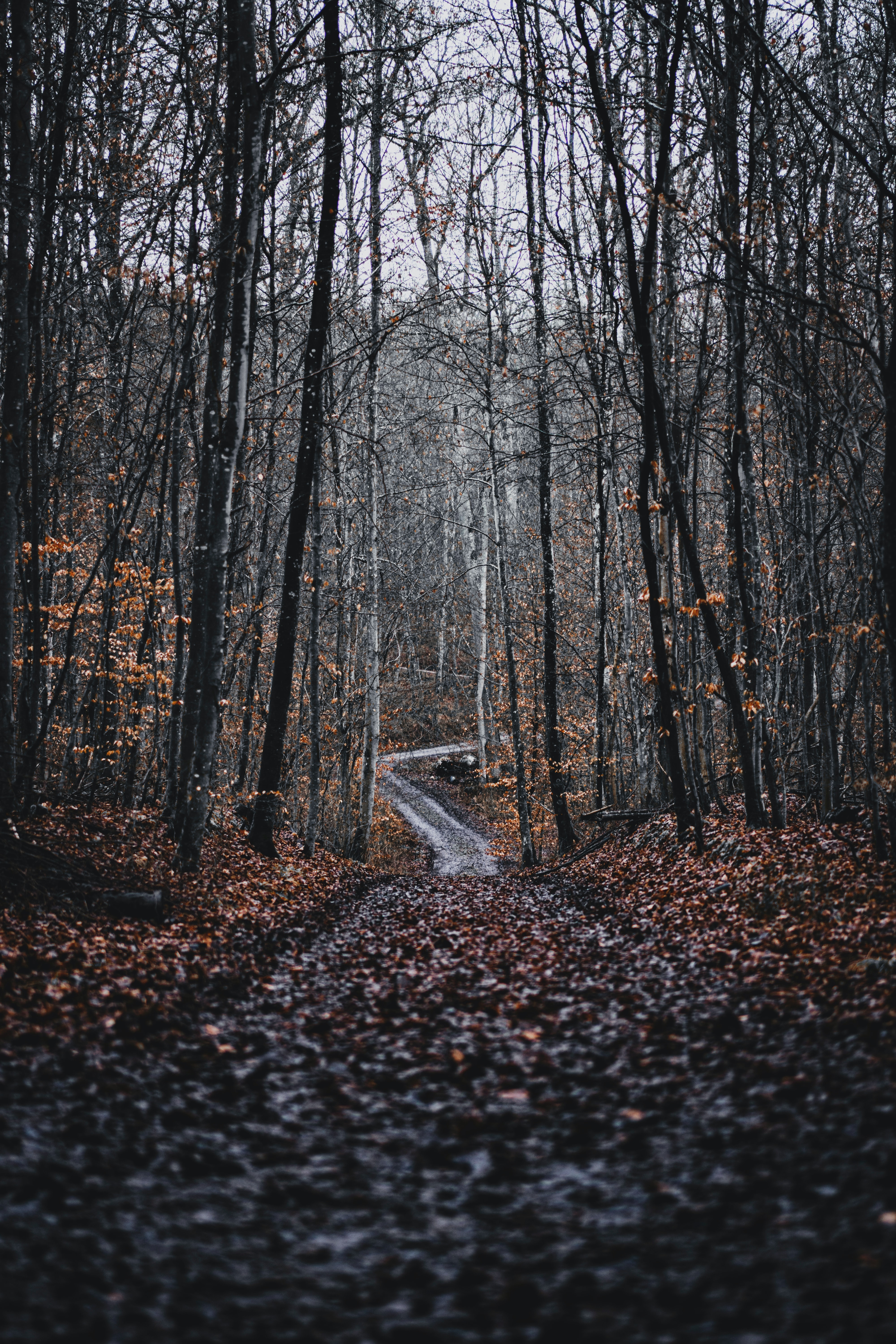 nature, trees, road, forest, fallen leaves, fallen foliage