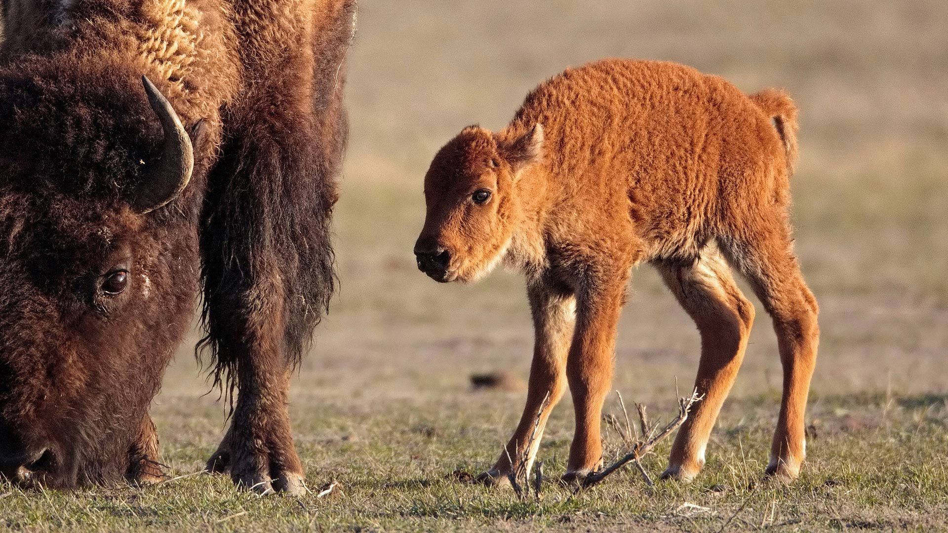 animals, grass, young, calf, buffalo, joey, horn, bison