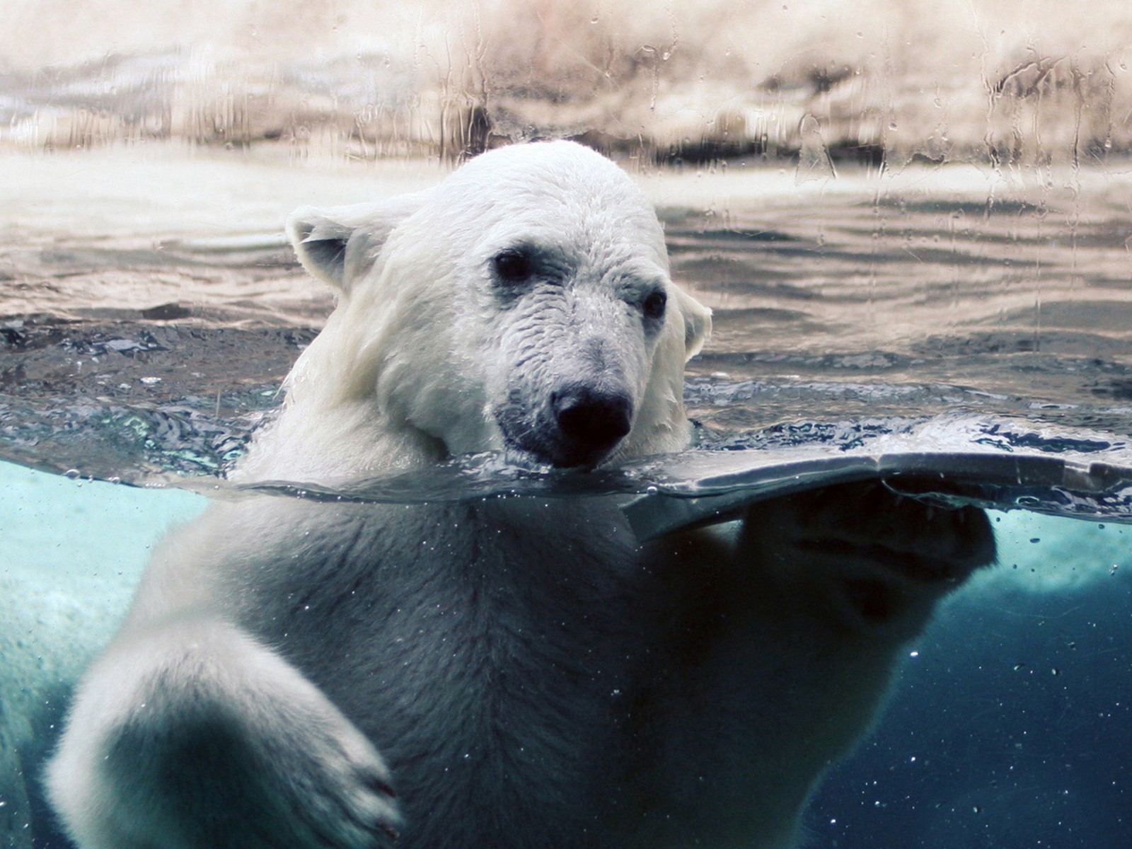 Download mobile wallpaper Animal, Polar Bear for free.