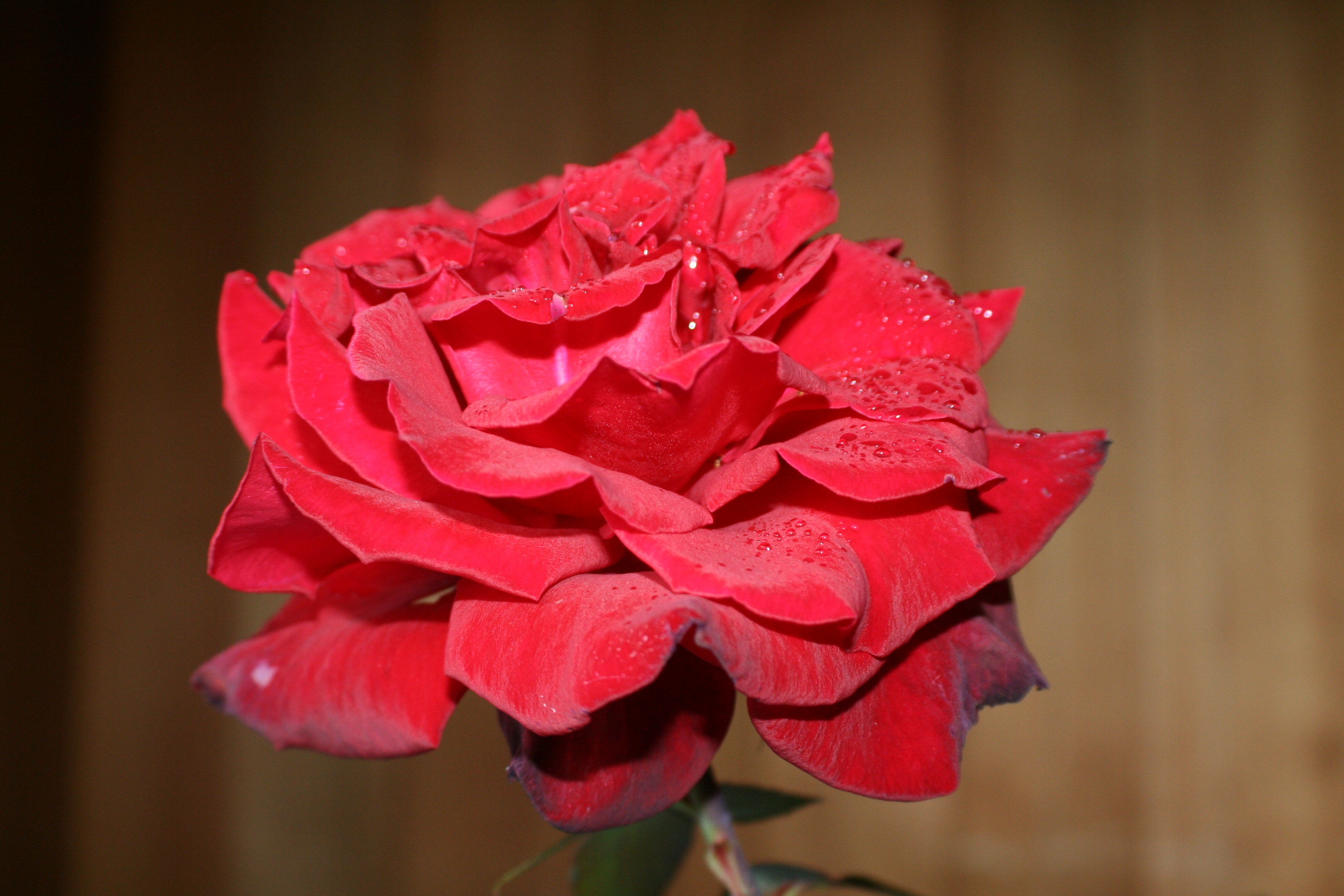 Téléchargez gratuitement l'image Bourgeon, Fleurs, Pétales, Fleur, Une Rose, Rose sur le bureau de votre PC