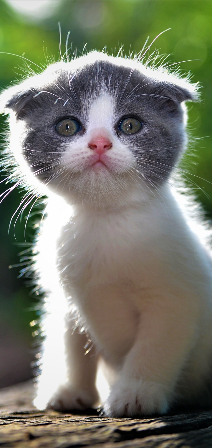 Download mobile wallpaper Cats, Cat, Kitten, Animal, Cute, Baby Animal for free.