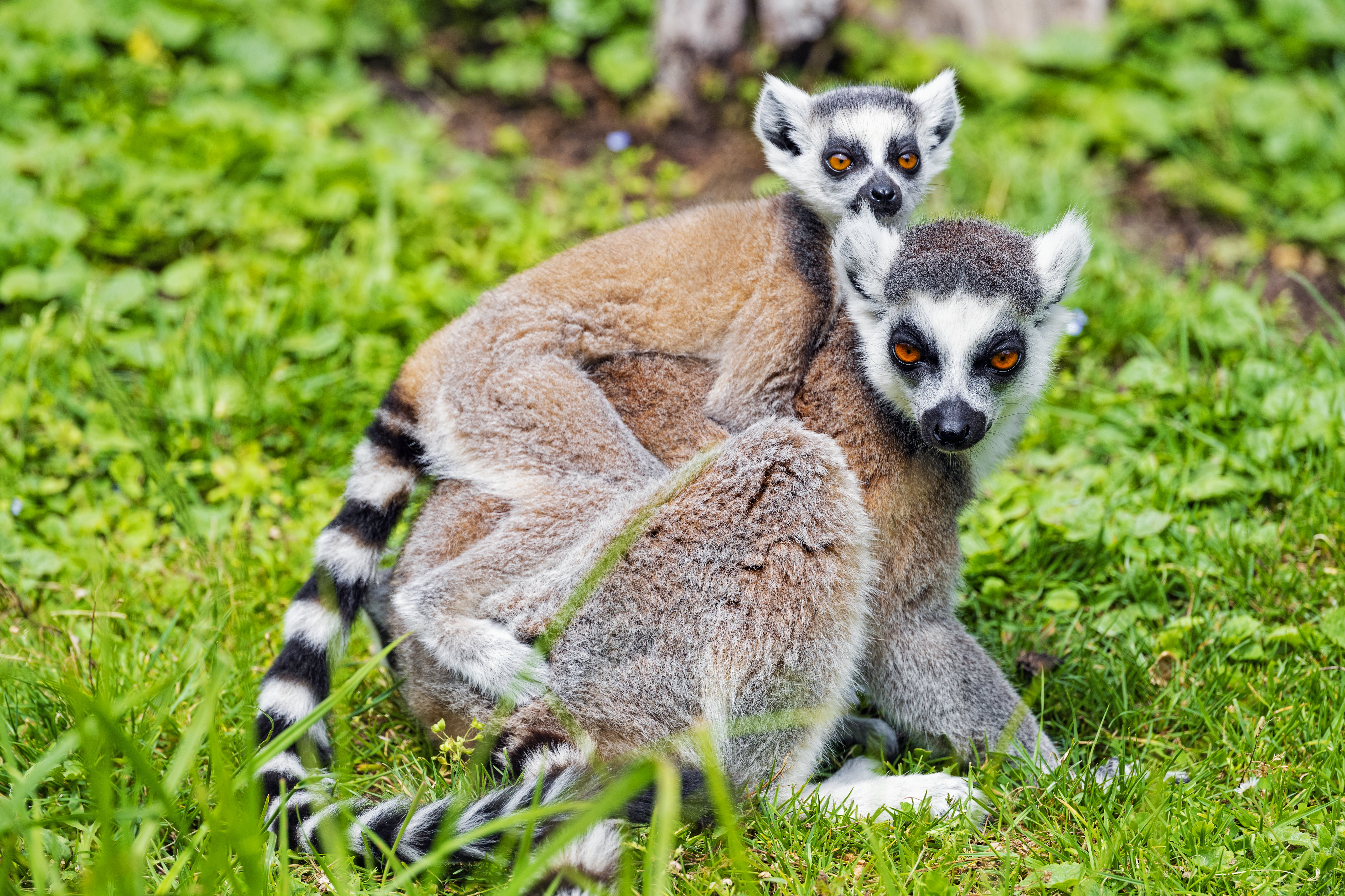 154650 Hintergrundbild herunterladen lemur, tier, tiere, junge, die familie, familie, joey - Bildschirmschoner und Bilder kostenlos