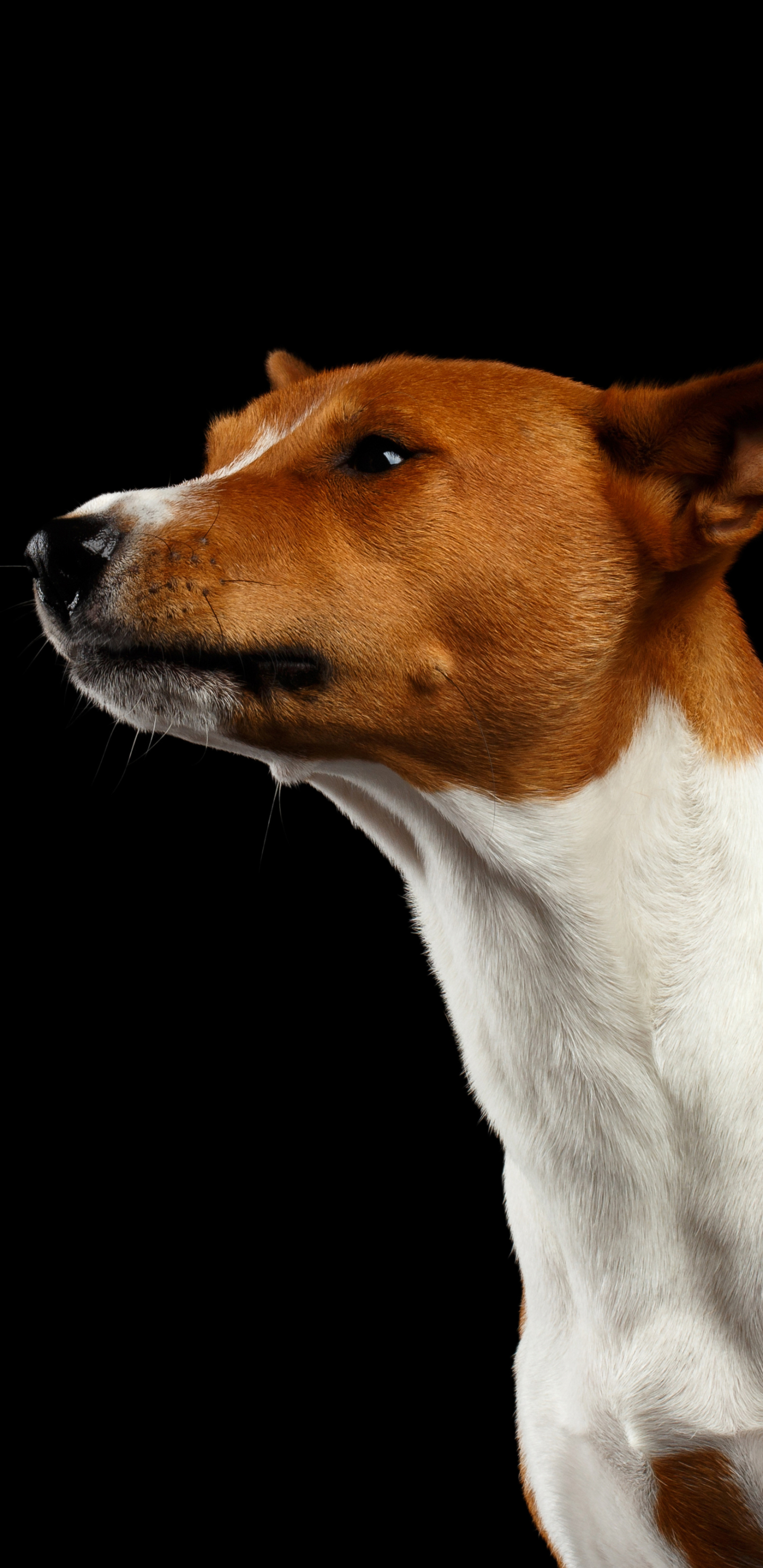 PCデスクトップに動物, 犬, バセンジー画像を無料でダウンロード