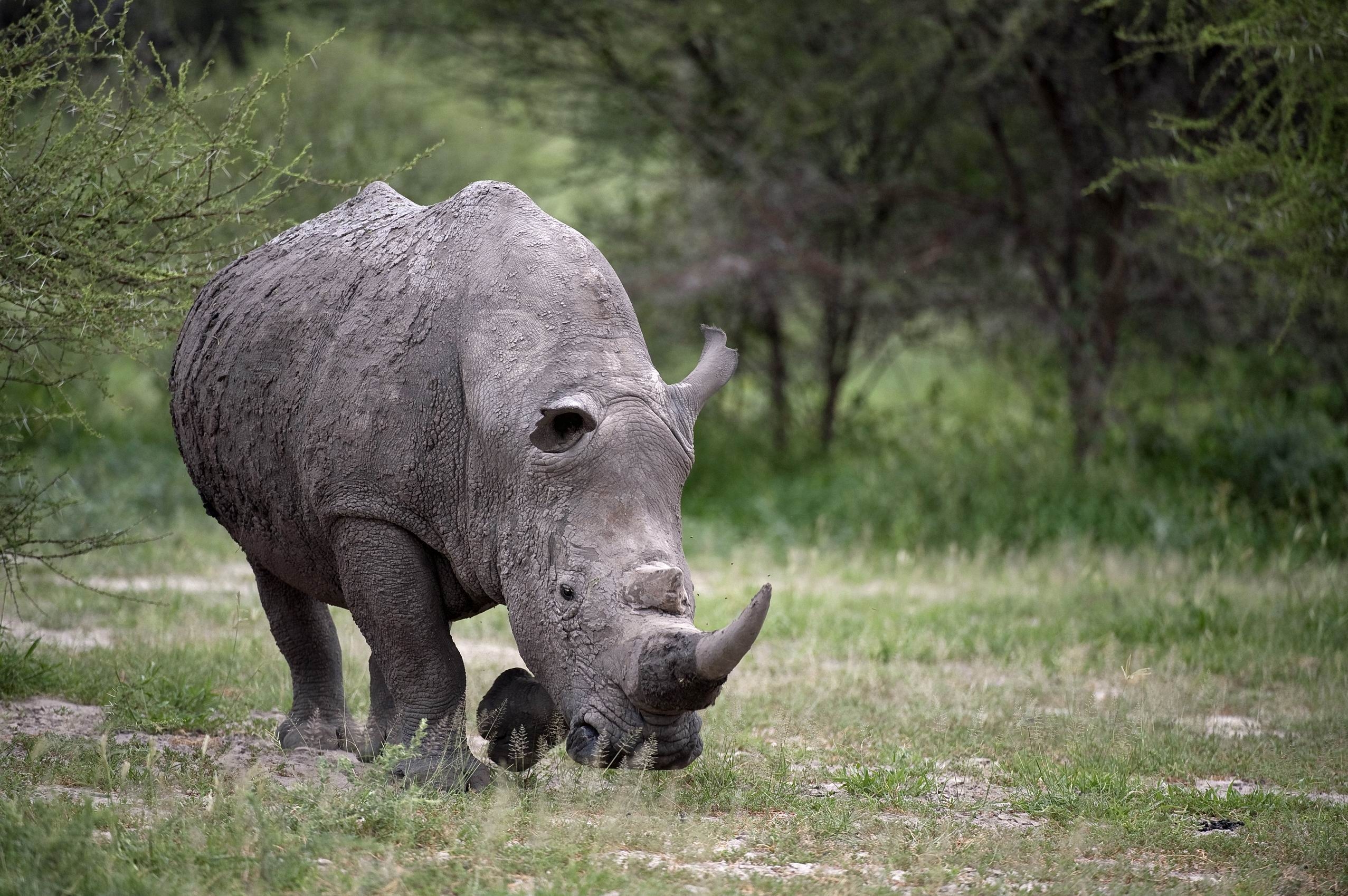 157854 baixar imagens animais, grama, enorme, passeio, passear, rinoceronte - papéis de parede e protetores de tela gratuitamente