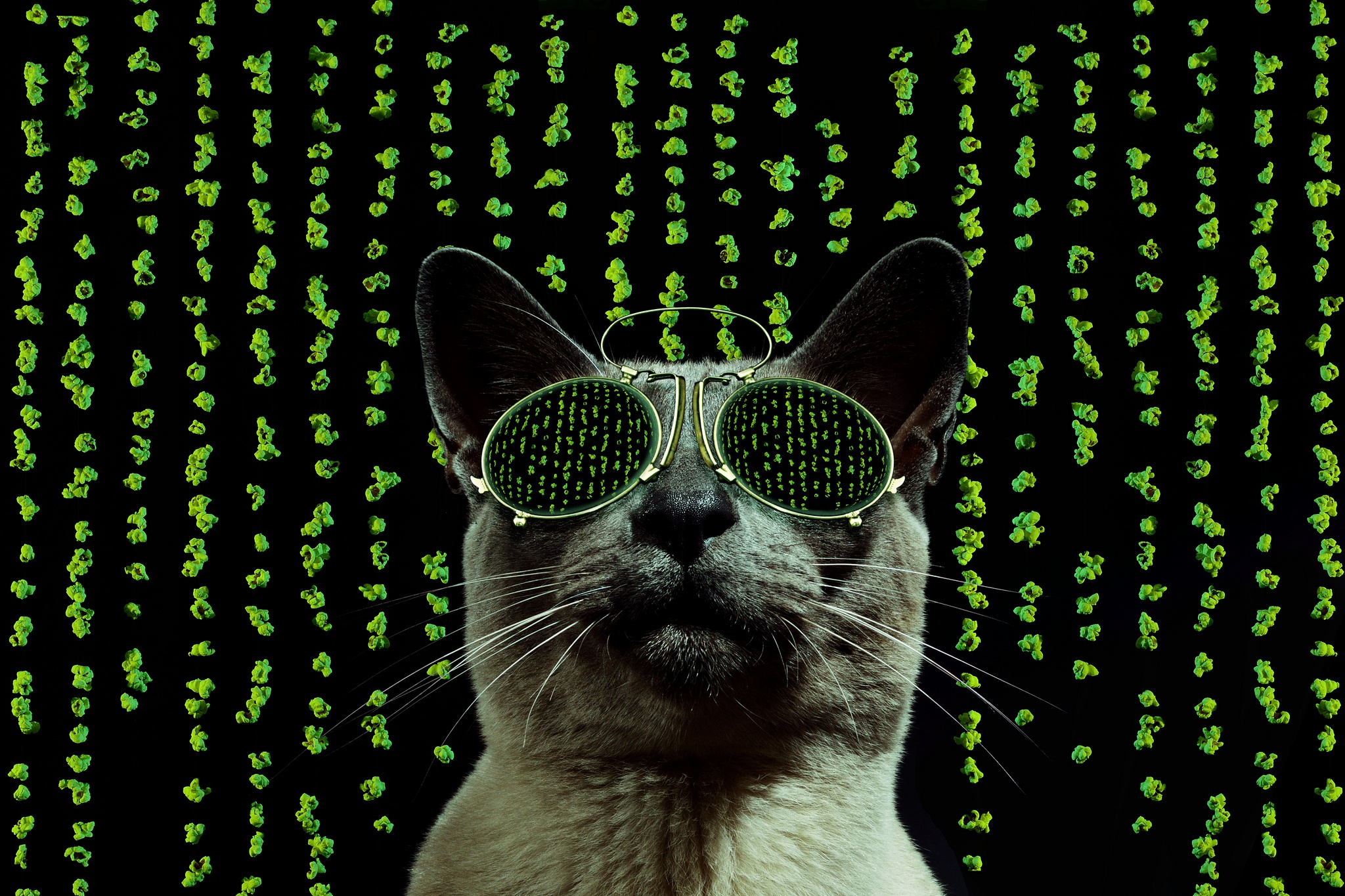 PCデスクトップに動物, ネコ, 猫, サングラス, ユーモア画像を無料でダウンロード